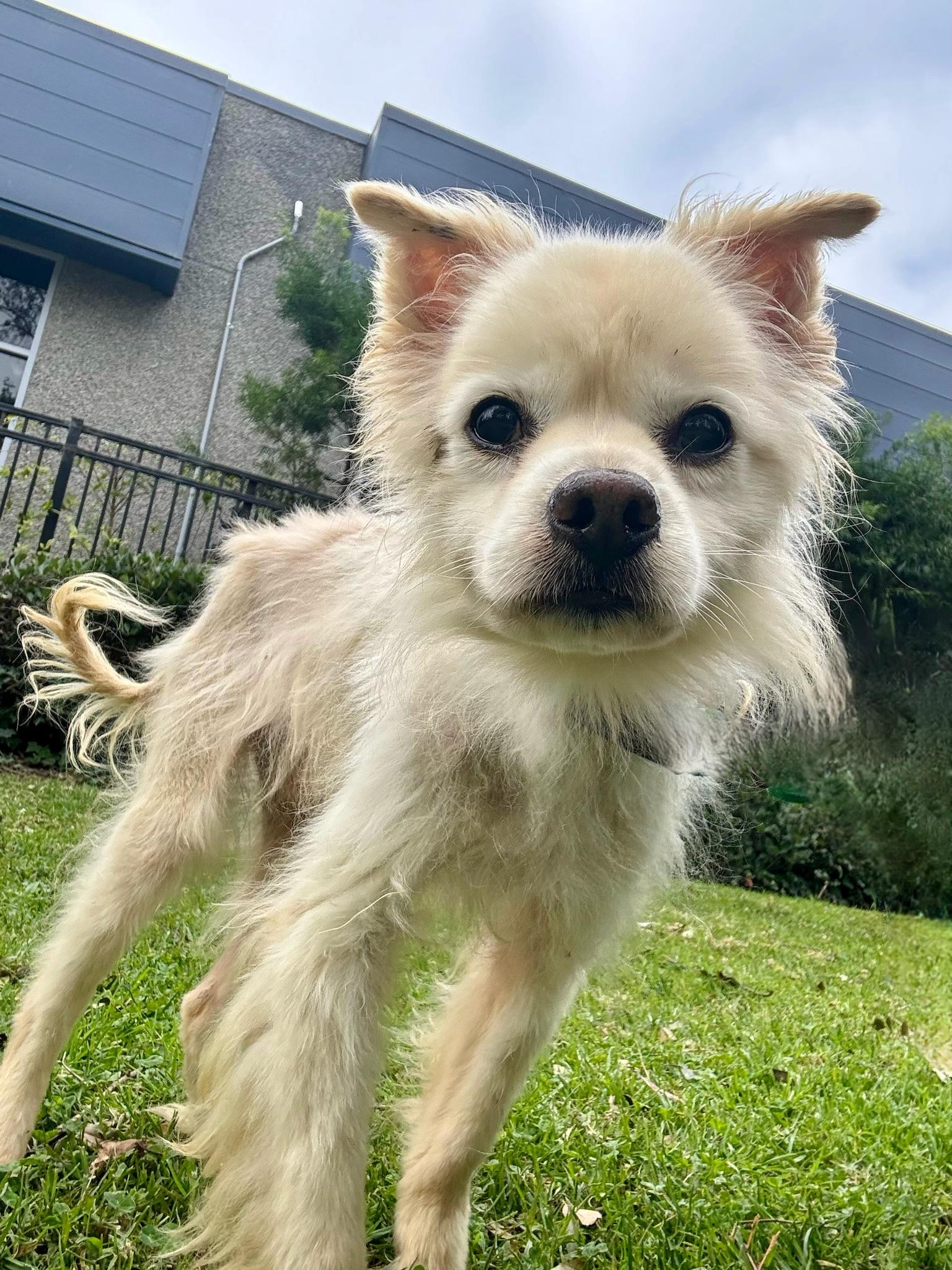 Chango, an adoptable Pomeranian in Newport Beach, CA, 92660 | Photo Image 2