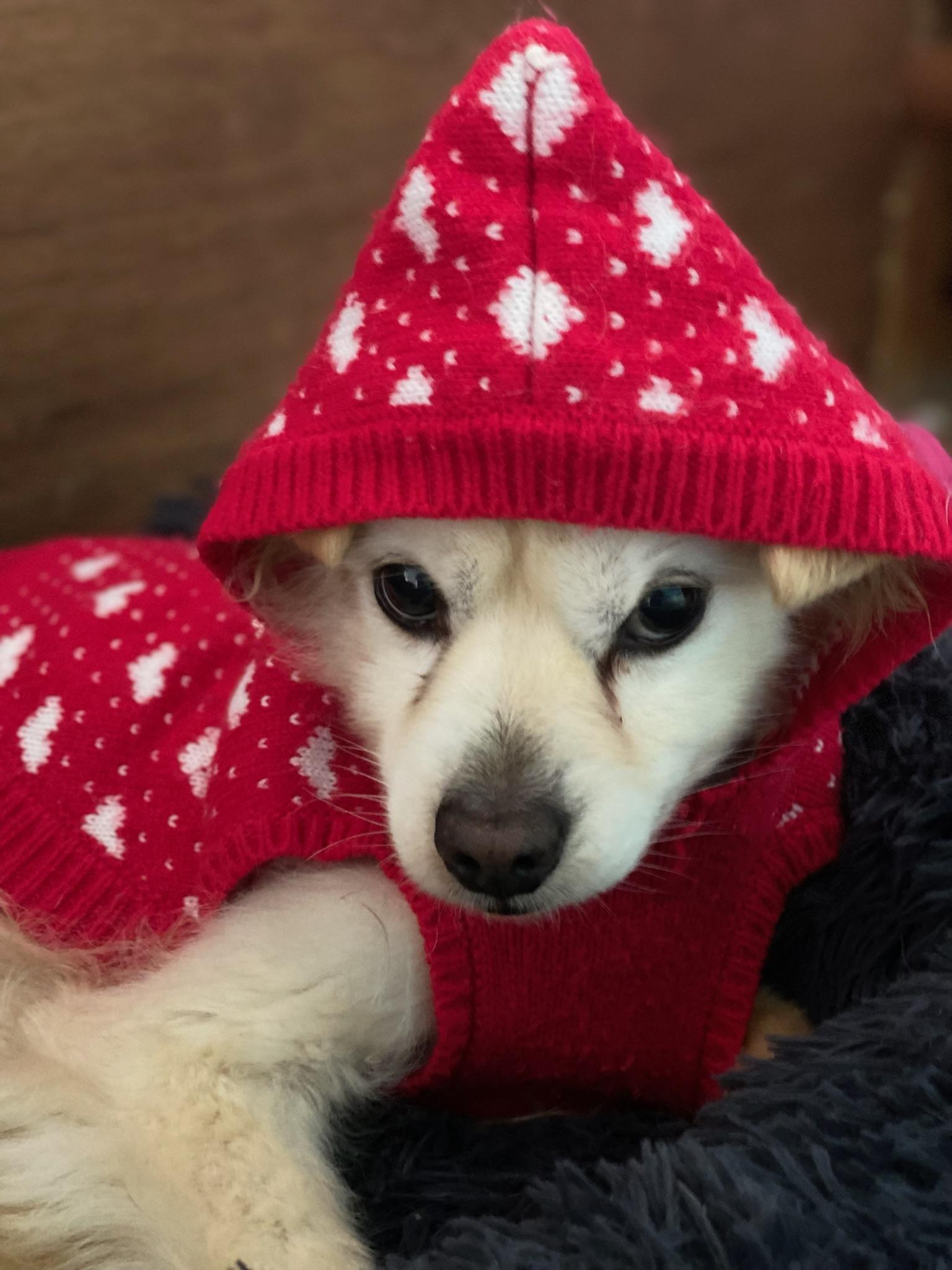 Chango, an adoptable Pomeranian in Newport Beach, CA, 92660 | Photo Image 3