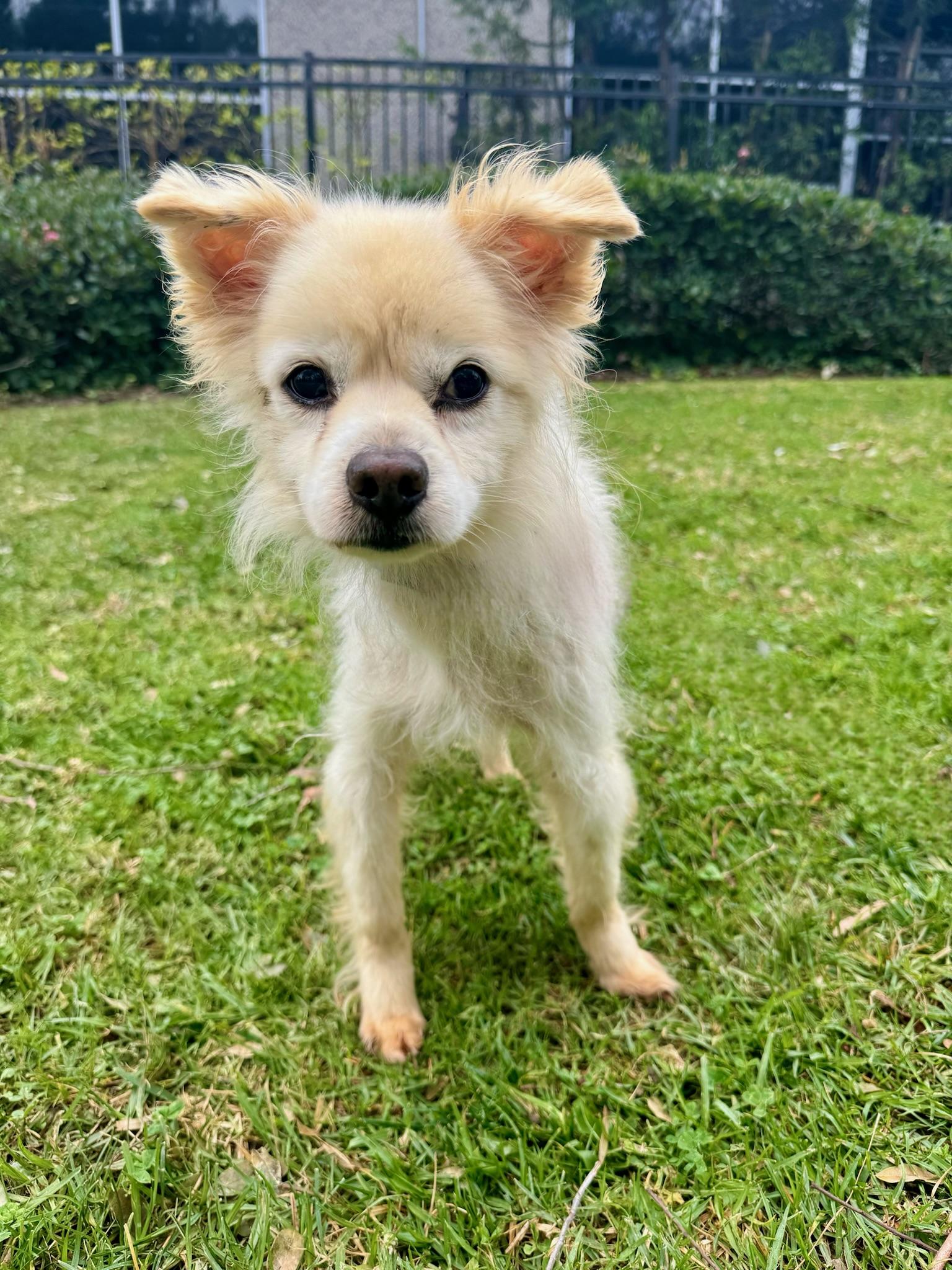 Chango, an adoptable Pomeranian in Newport Beach, CA, 92660 | Photo Image 1