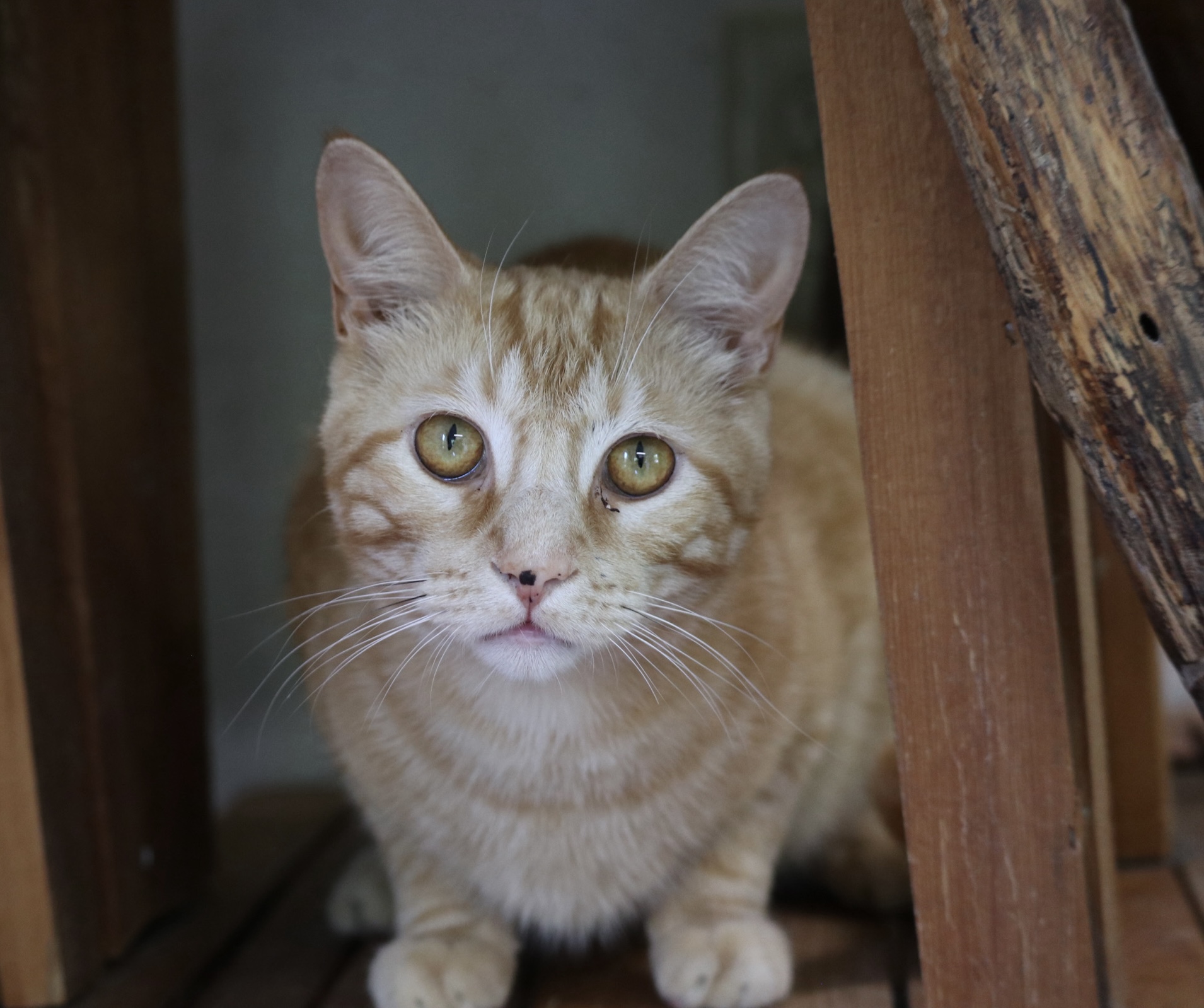 Enlarge Phil, a Adoptable Domestic Short Hair in Rossville, TN image 5/7