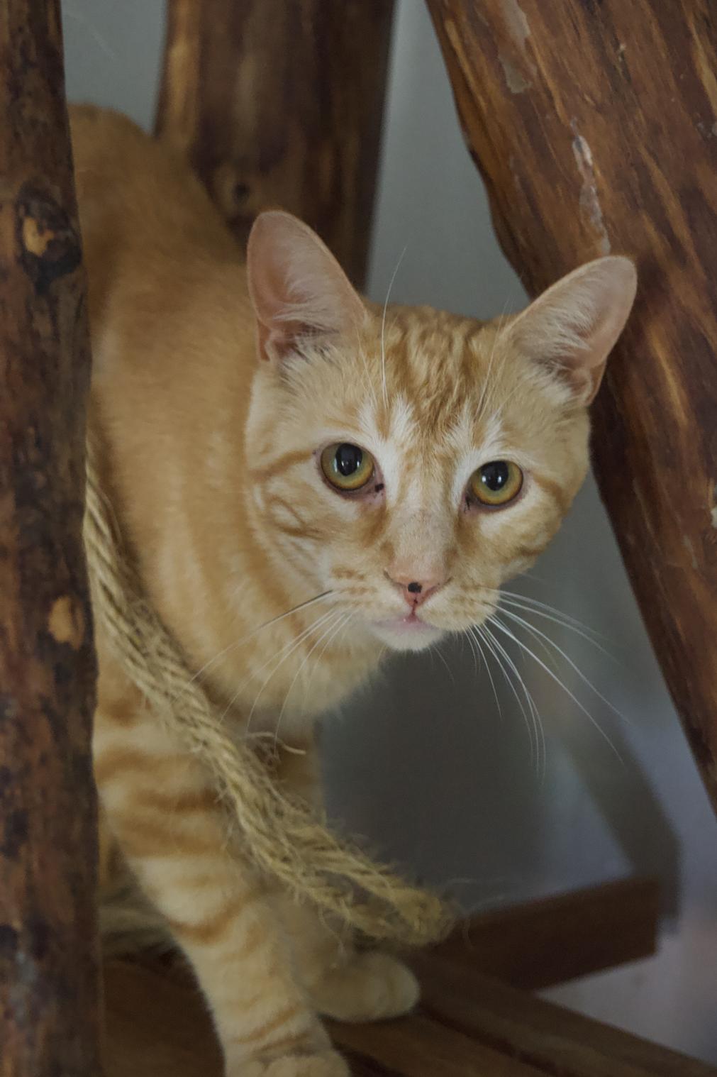Enlarge Phil, a Adoptable Domestic Short Hair in Rossville, TN image 1/7