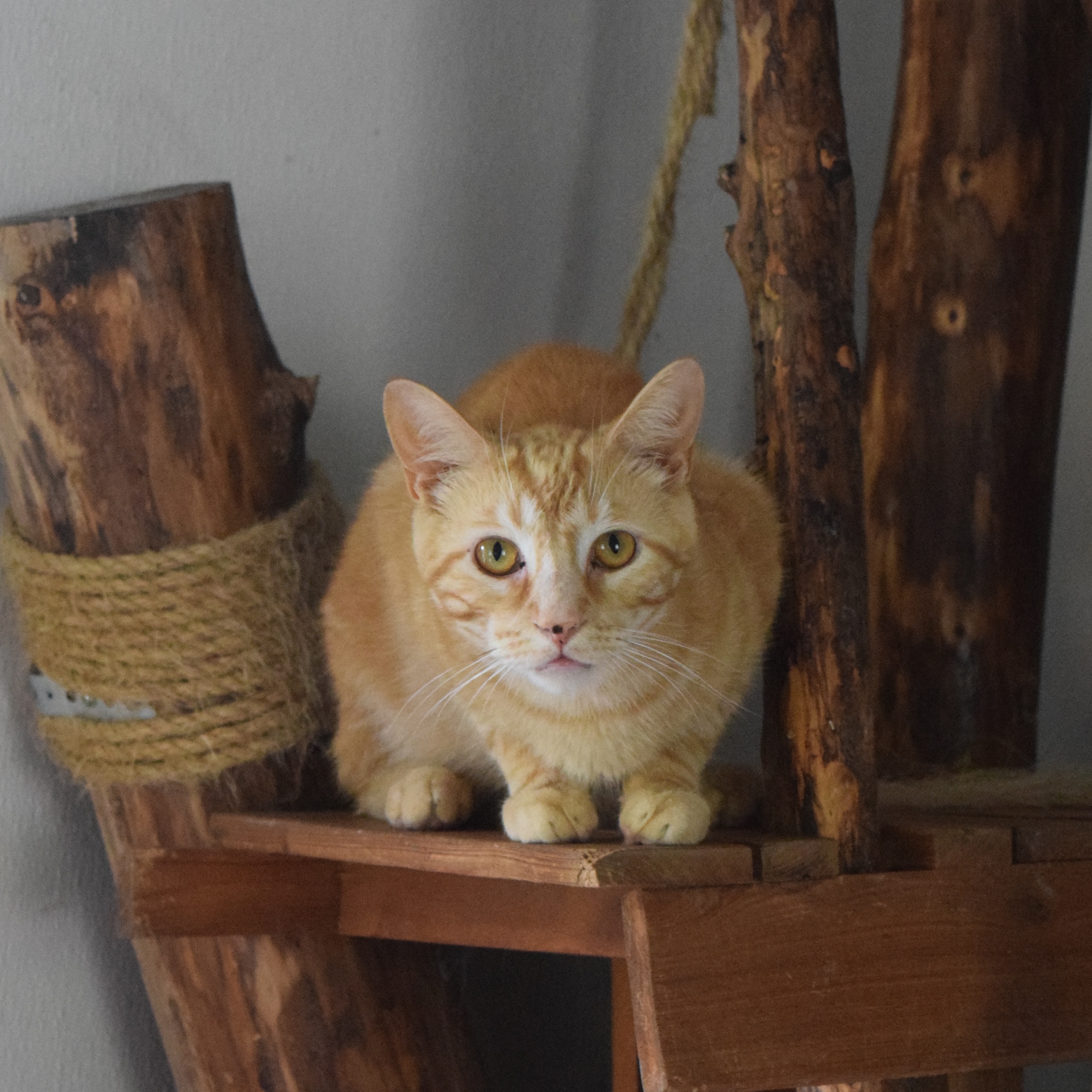 Enlarge Phil, a Adoptable Domestic Short Hair in Rossville, TN image 3/7