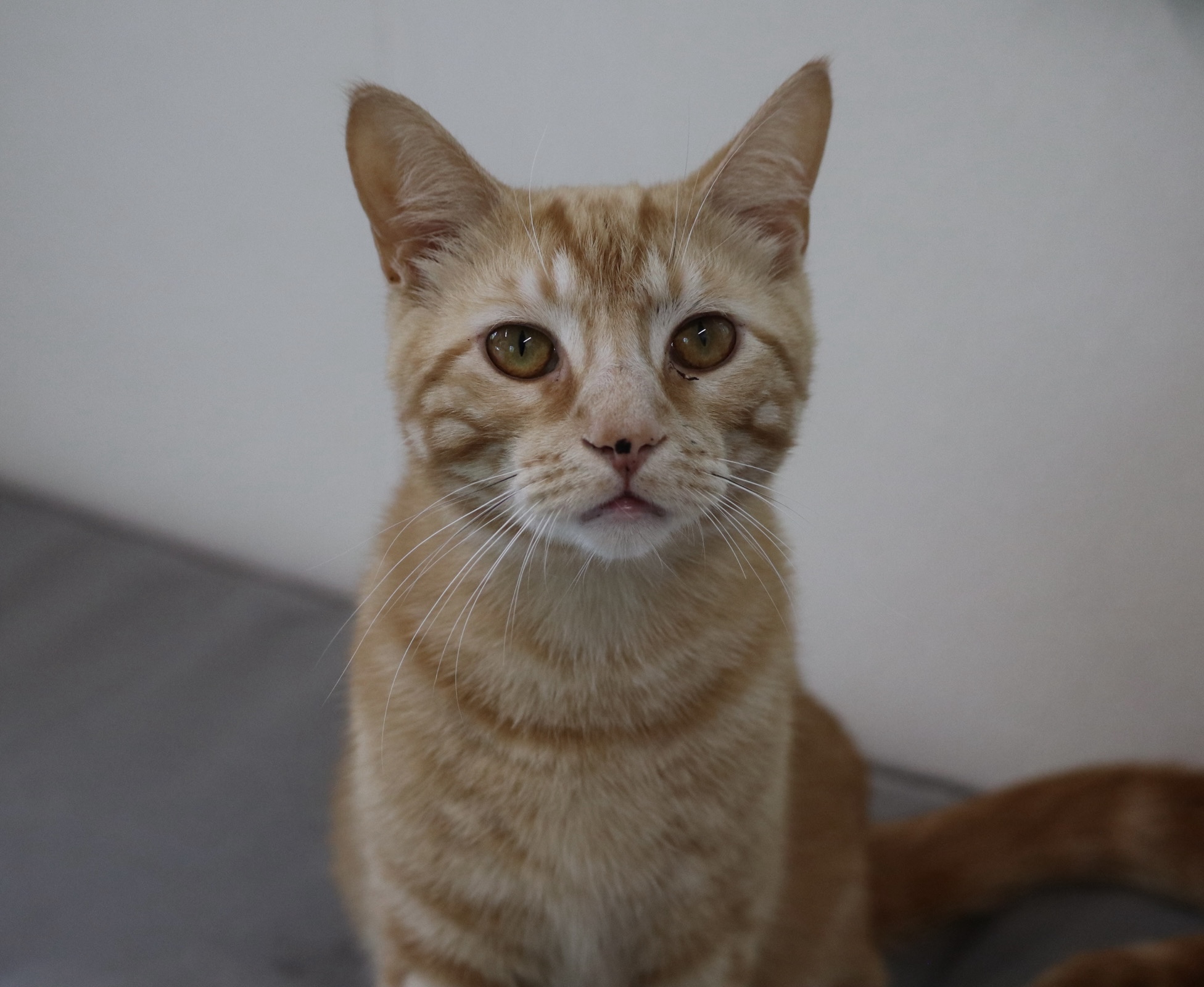 Enlarge Phil, a Adoptable Domestic Short Hair in Rossville, TN image 4/7