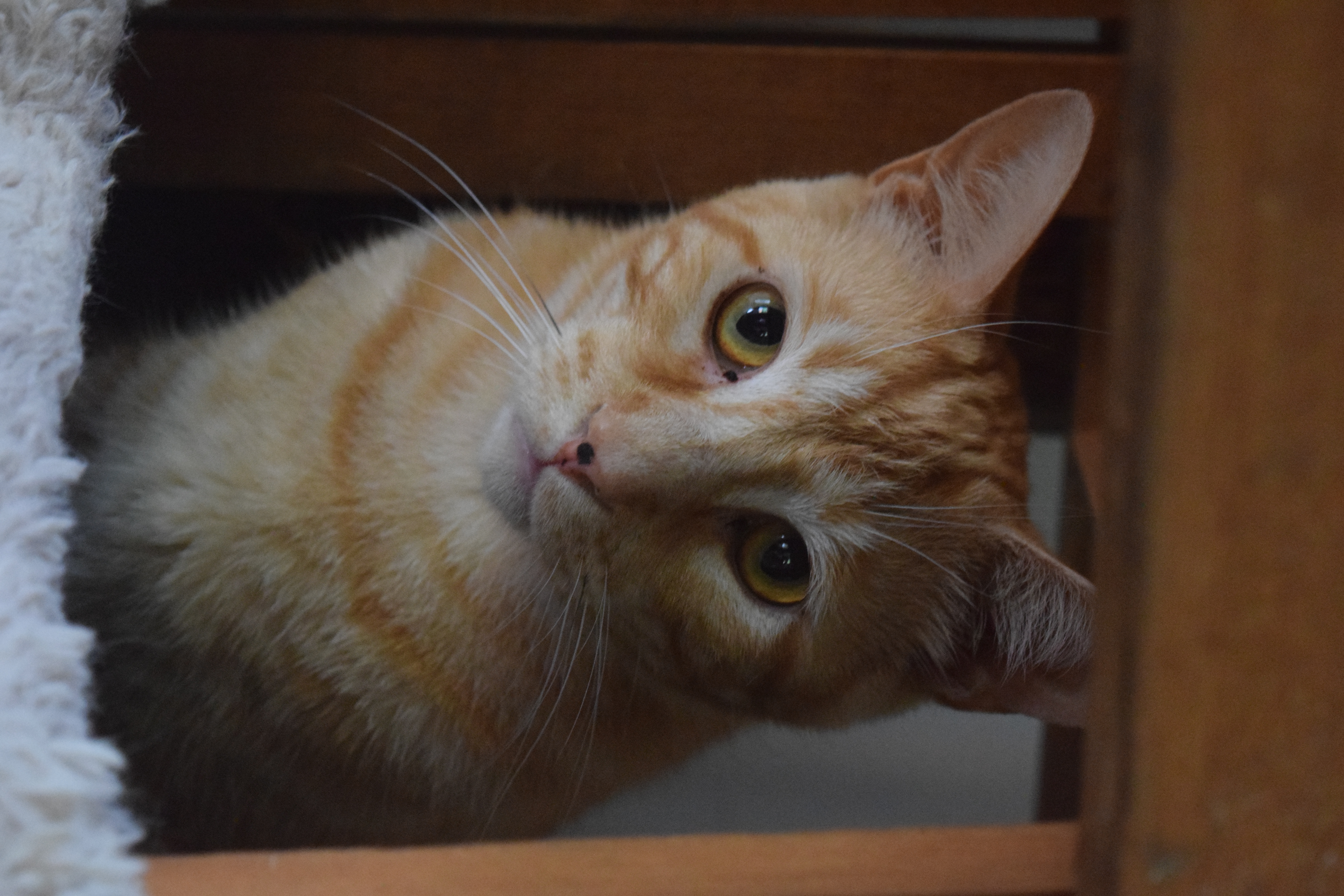 Enlarge Phil, a Adoptable Domestic Short Hair in Rossville, TN image 7/7