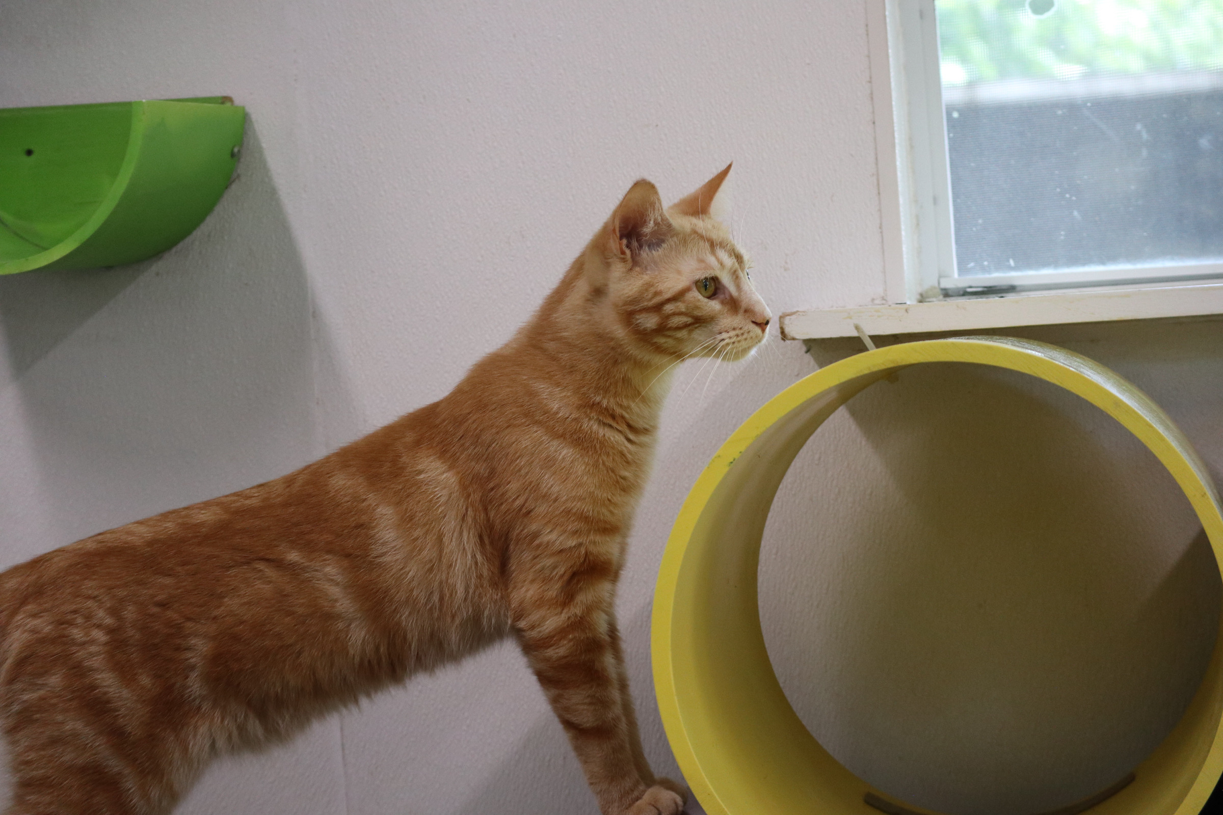 Enlarge Phil, a Adoptable Domestic Short Hair in Rossville, TN image 6/7