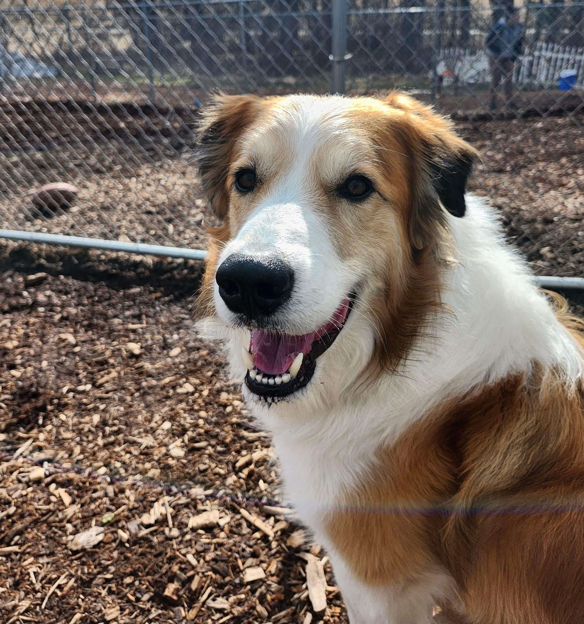 Enlarge Dexter, a Adoptable mixed breed in Dillsburg, PA image 1/6