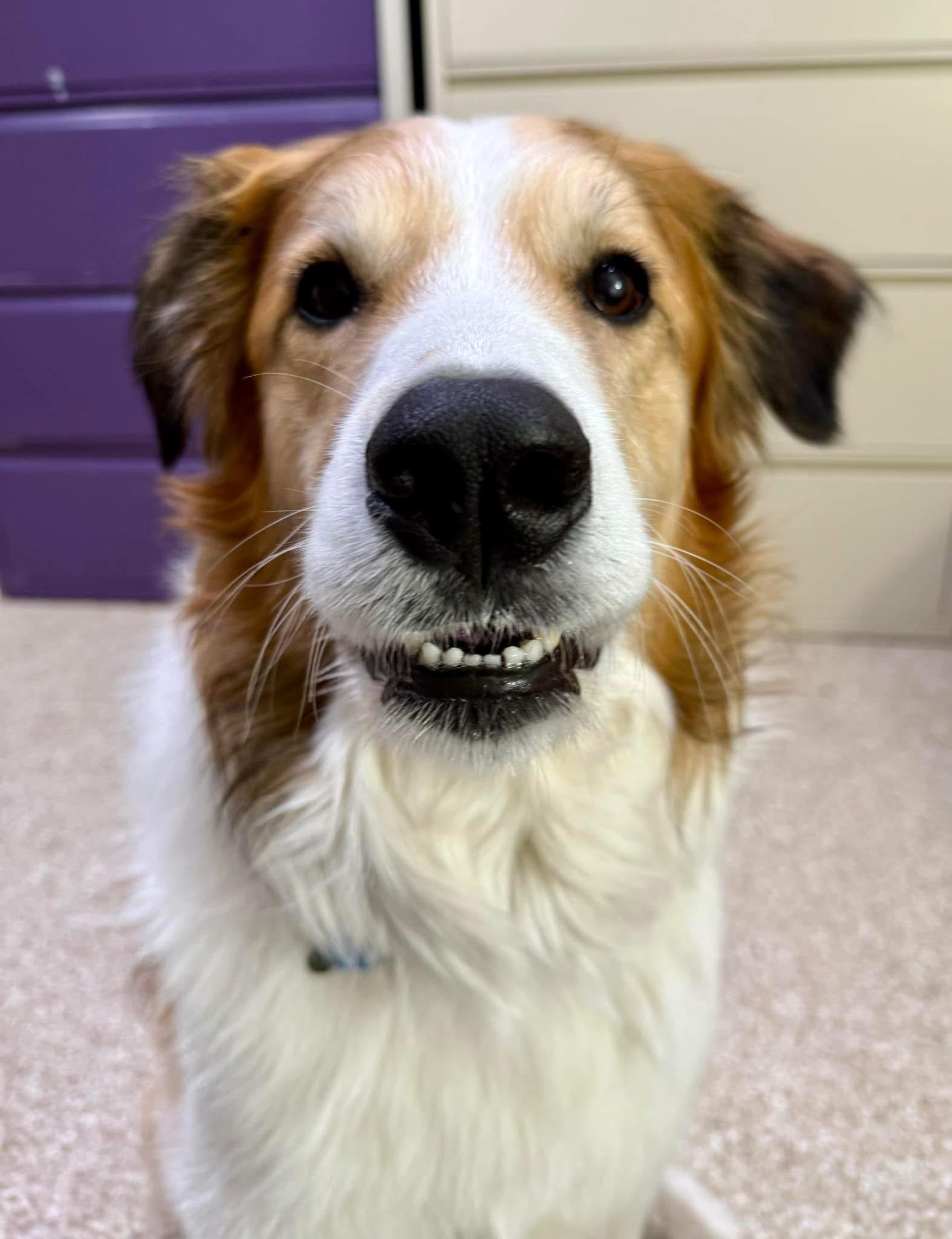 Enlarge Dexter, a Adoptable mixed breed in Dillsburg, PA image 3/6