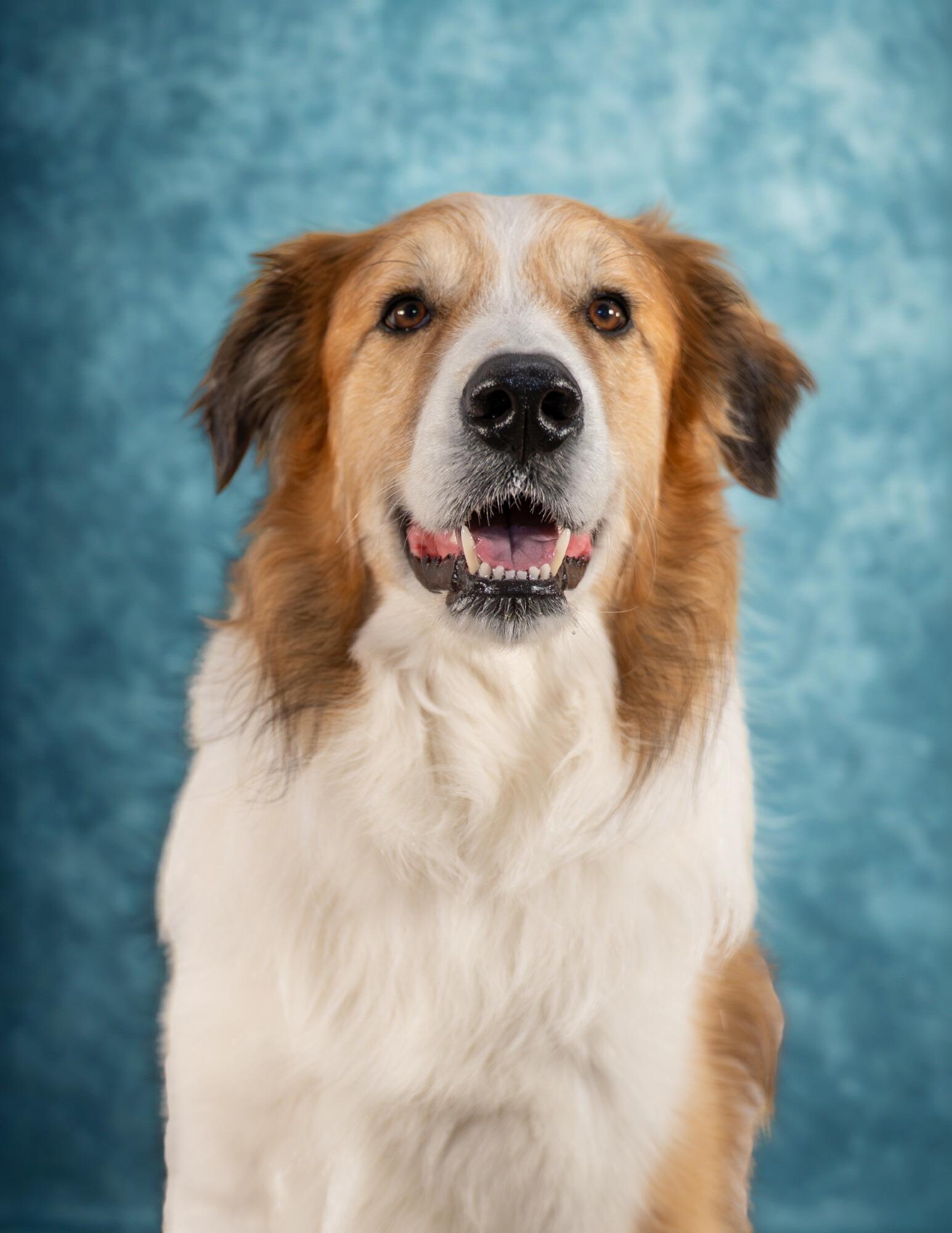 Enlarge Dexter, a Adoptable mixed breed in Dillsburg, PA image 4/6