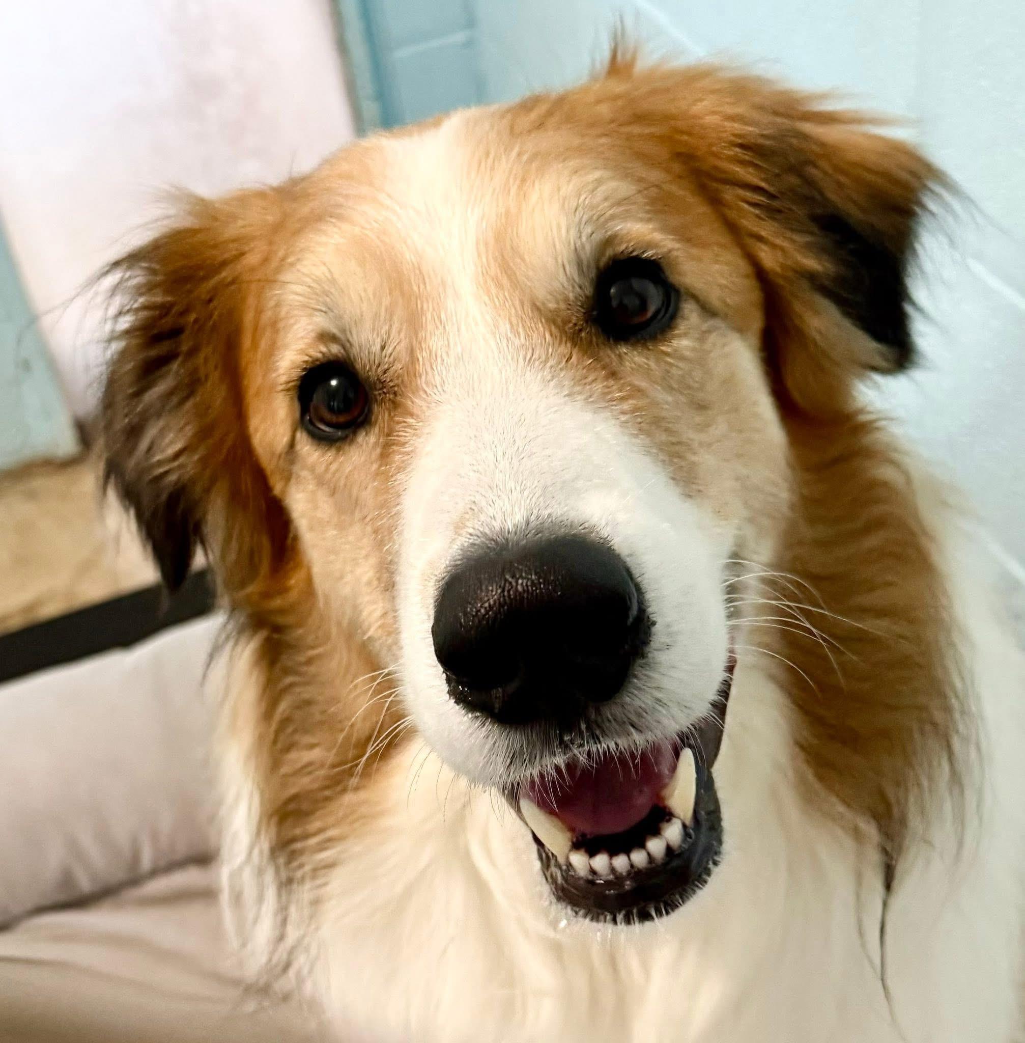 Enlarge Dexter, a Adoptable mixed breed in Dillsburg, PA image 5/6