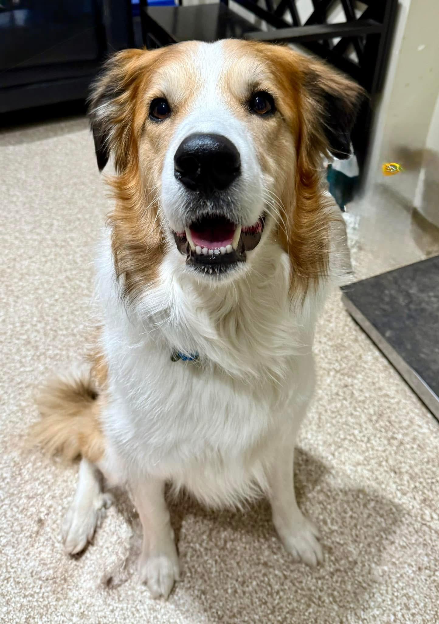 Enlarge Dexter, a Adoptable mixed breed in Dillsburg, PA image 6/6