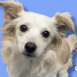 Enlarge Nimbus, a Adoptable mixed breed in Scottsdale, AZ image 1/1