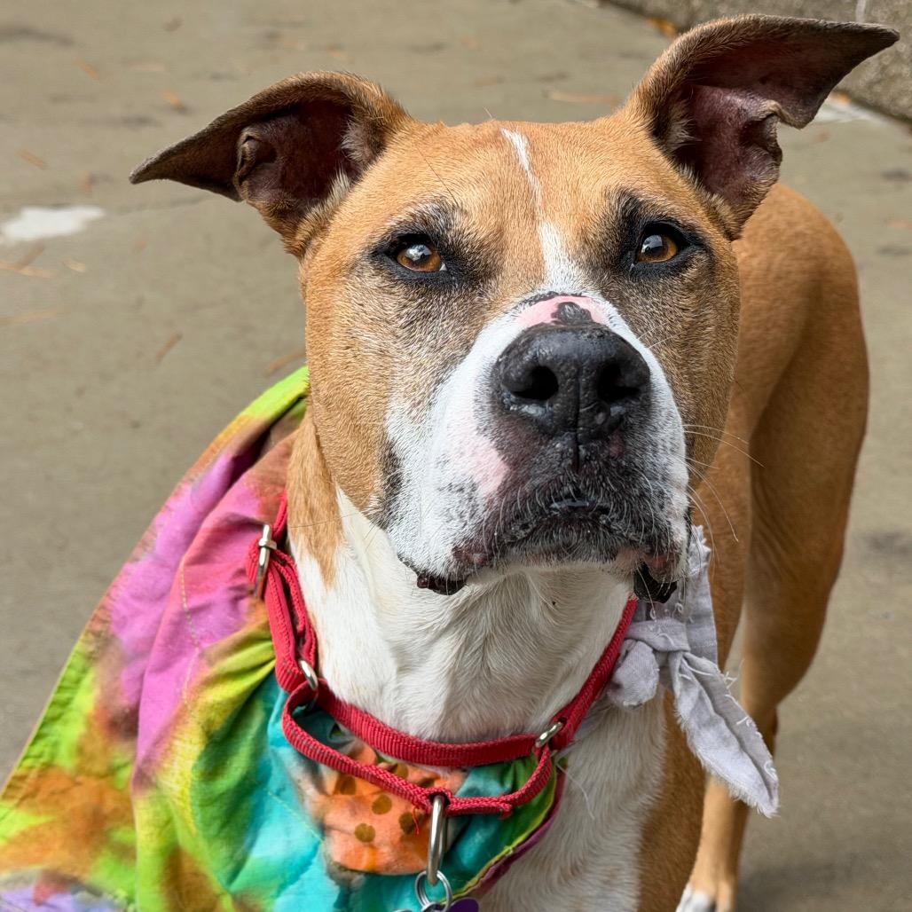 Lea, Adoptable, Senior Female Pit Bull Terrier.