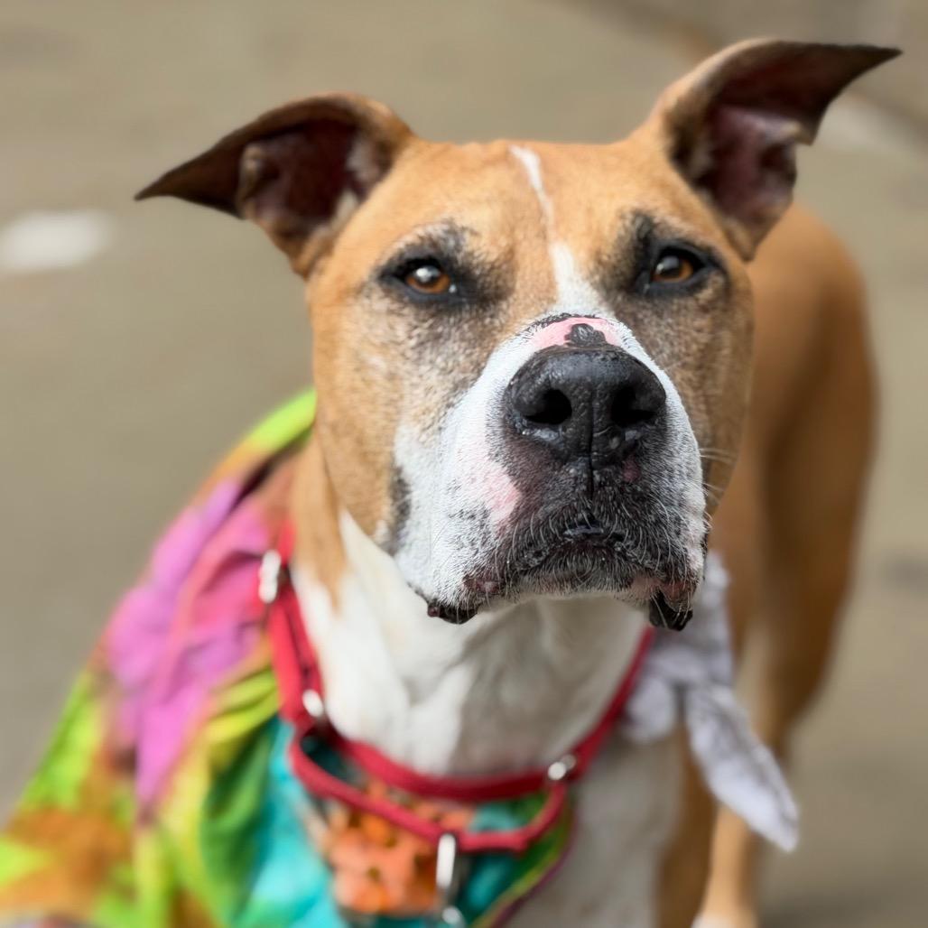 Enlarge Lea, a Adoptable Pit Bull Terrier in Durango, CO image 2/3