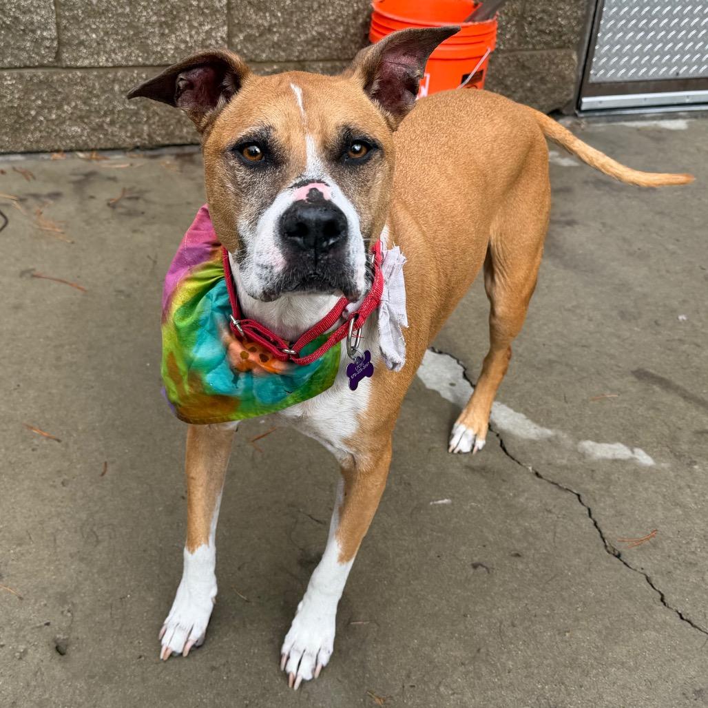 Enlarge Lea, a Adoptable Pit Bull Terrier in Durango, CO image 3/3