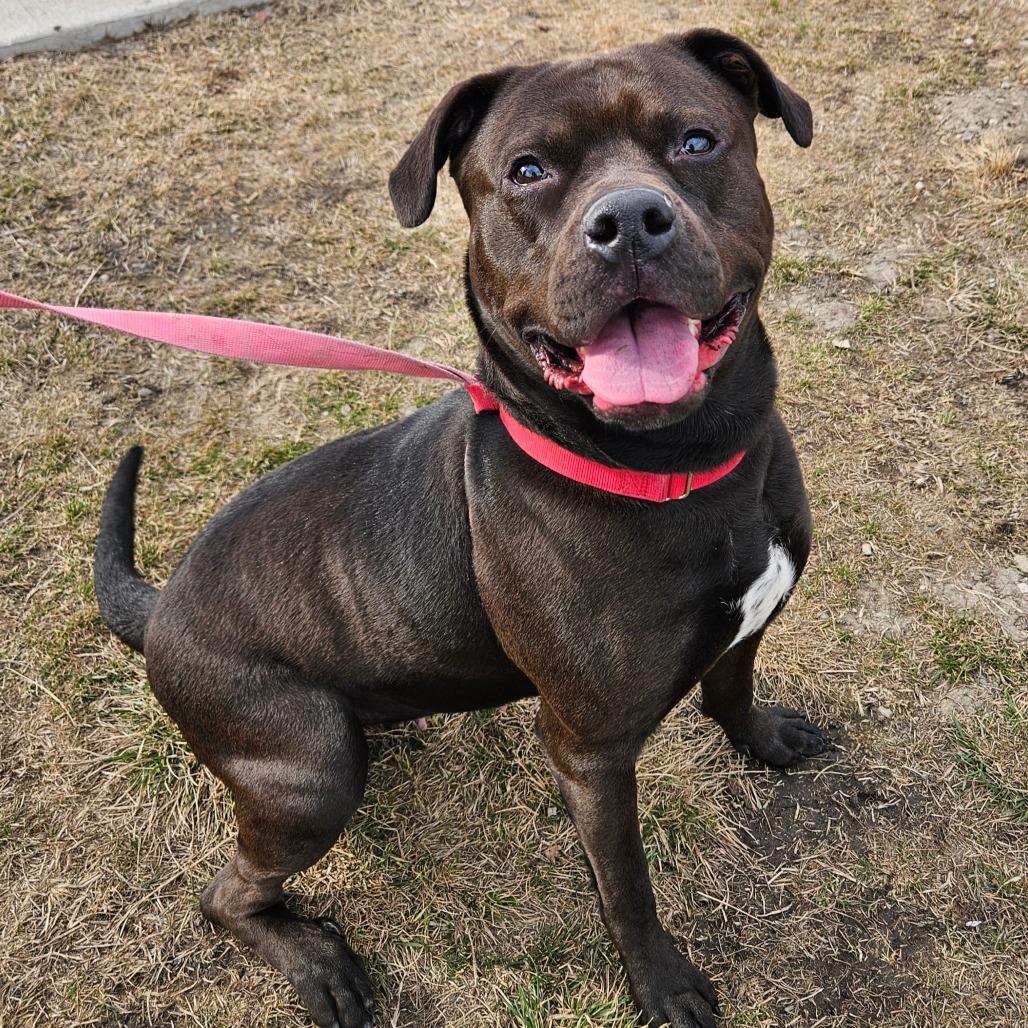 Enlarge Miss Kokomo, a Adoptable Pit Bull Terrier in Champaign, IL image 1/6