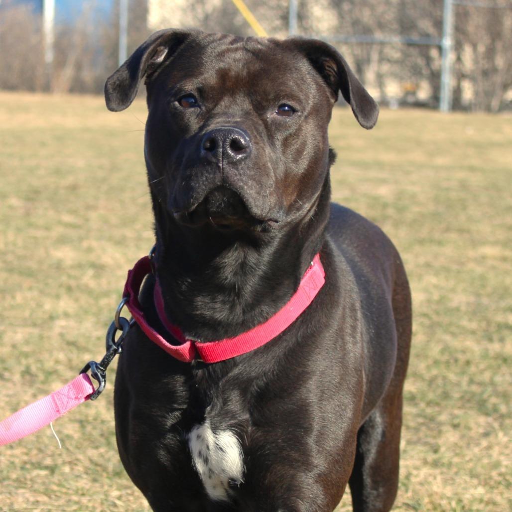 Enlarge Miss Kokomo, a Adoptable Pit Bull Terrier in Champaign, IL image 2/6