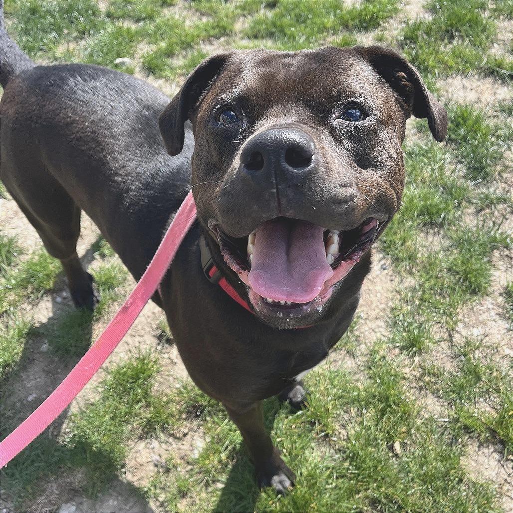 Enlarge Miss Kokomo, a Adoptable Pit Bull Terrier in Champaign, IL image 3/6