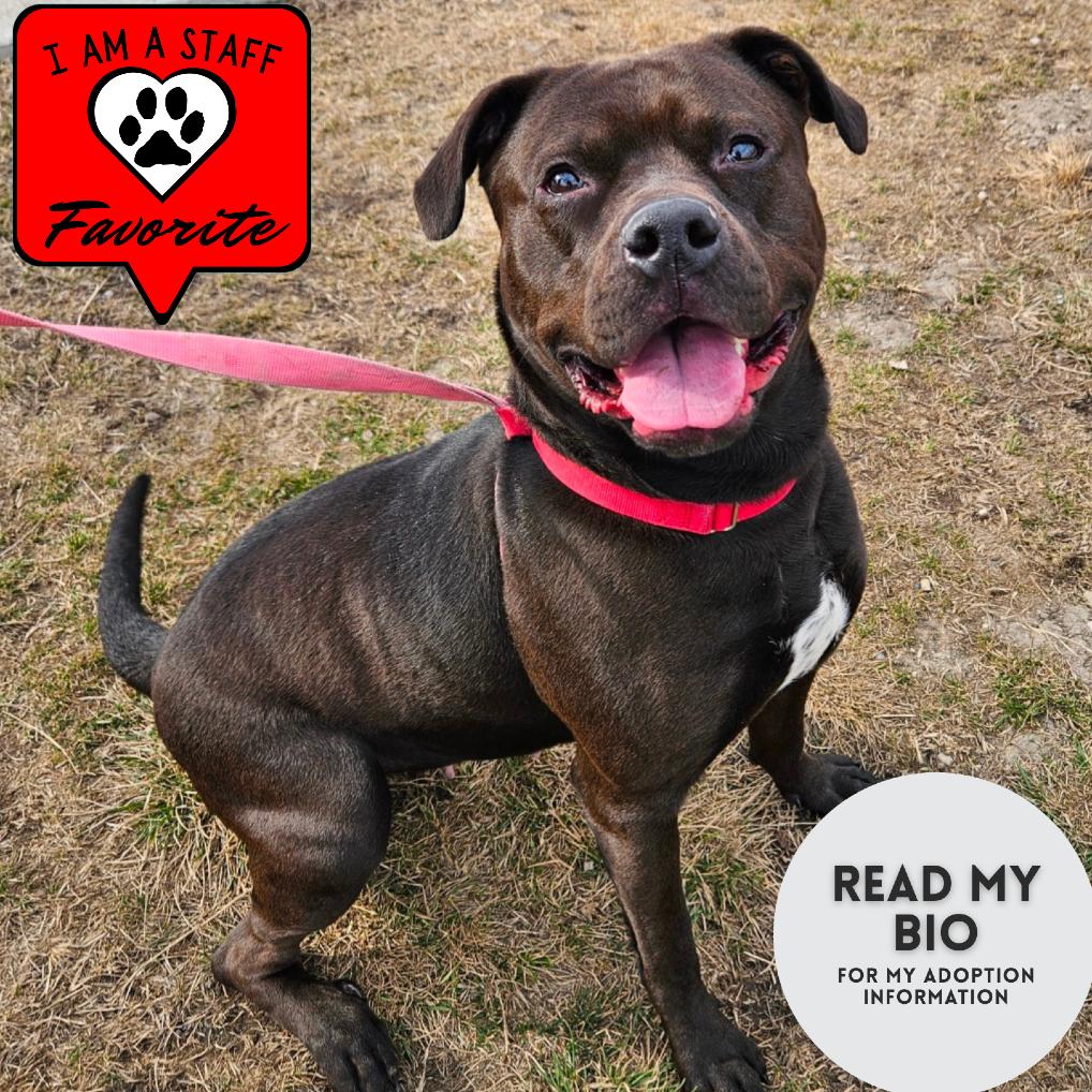 Enlarge Miss Kokomo, a Adoptable Pit Bull Terrier in Champaign, IL image 3/6