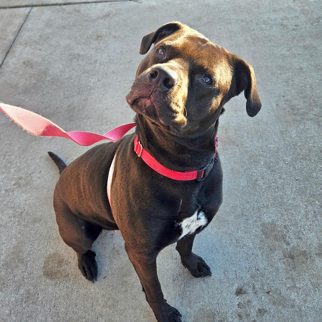 Enlarge Miss Kokomo, a Adoptable Pit Bull Terrier in Champaign, IL image 4/6