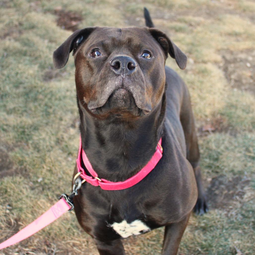 Enlarge Miss Kokomo, a Adoptable Pit Bull Terrier in Champaign, IL image 5/6
