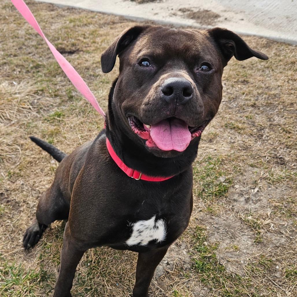 Enlarge Miss Kokomo, a Adoptable Pit Bull Terrier in Champaign, IL image 6/6