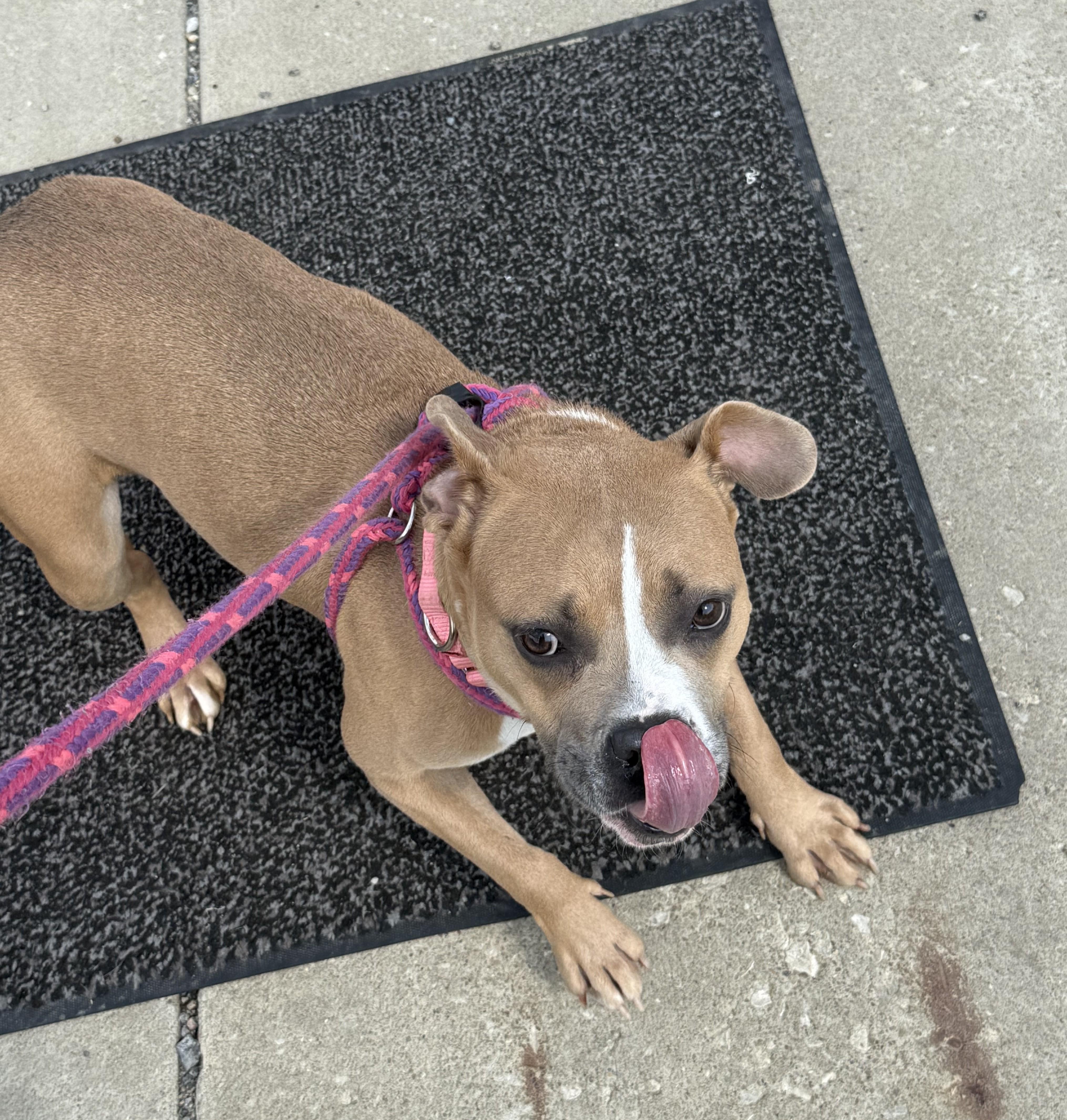Chloe, Adoptable, Young Female American Bully.