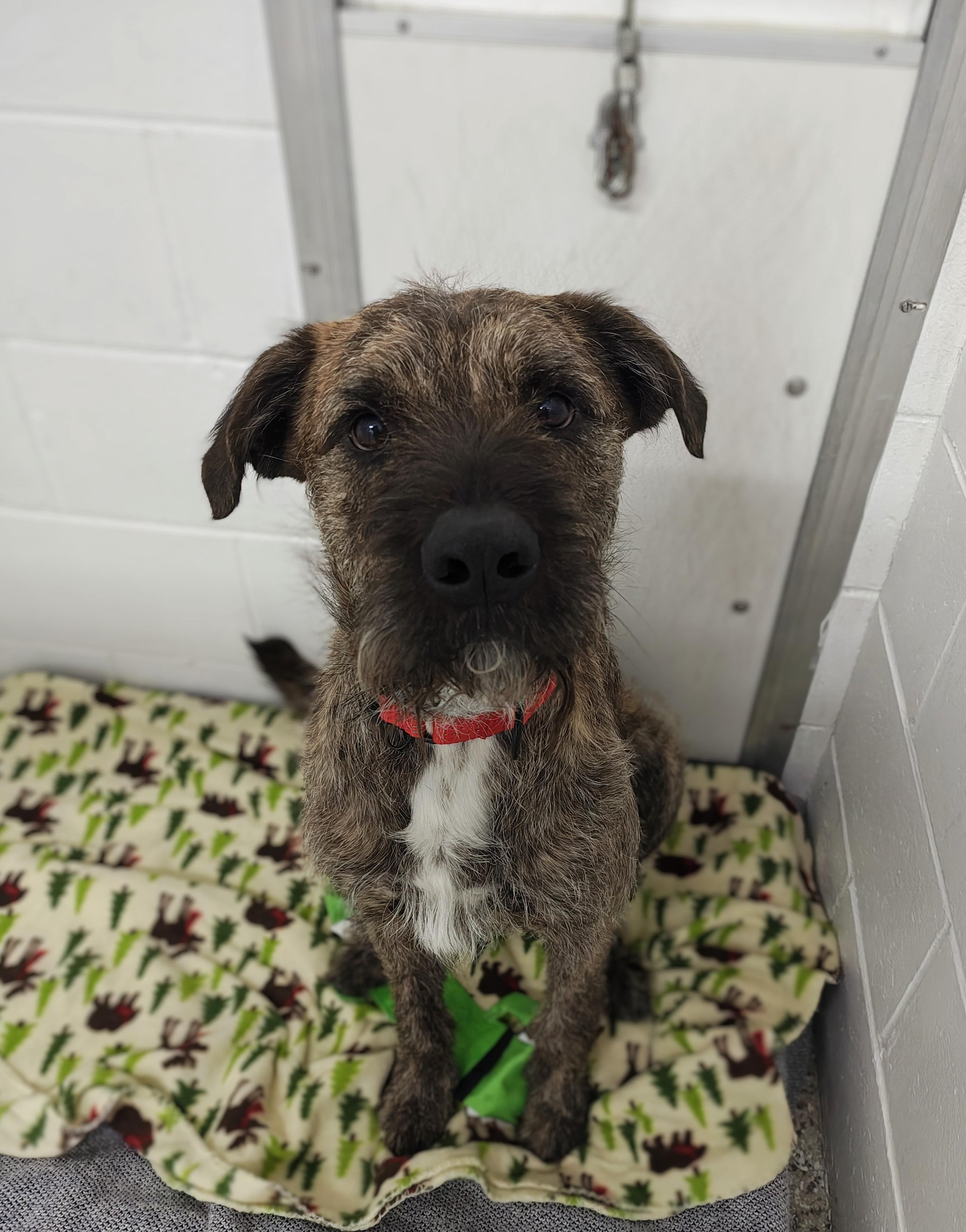 Sebastian, a Adoptable mixed breed in Oconto, WI image 3/4
