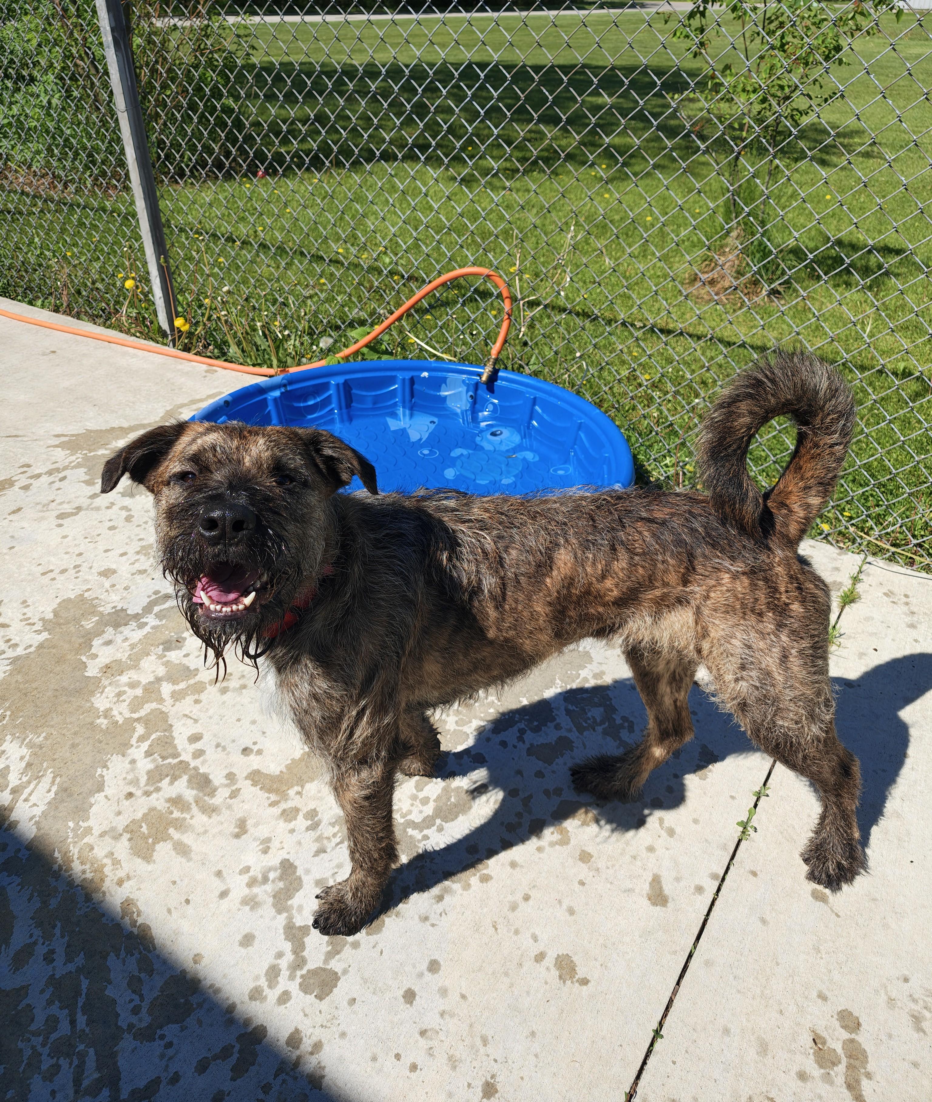 Sebastian, Adoptable, Adult Male Schnauzer & Pit Bull Terrier.