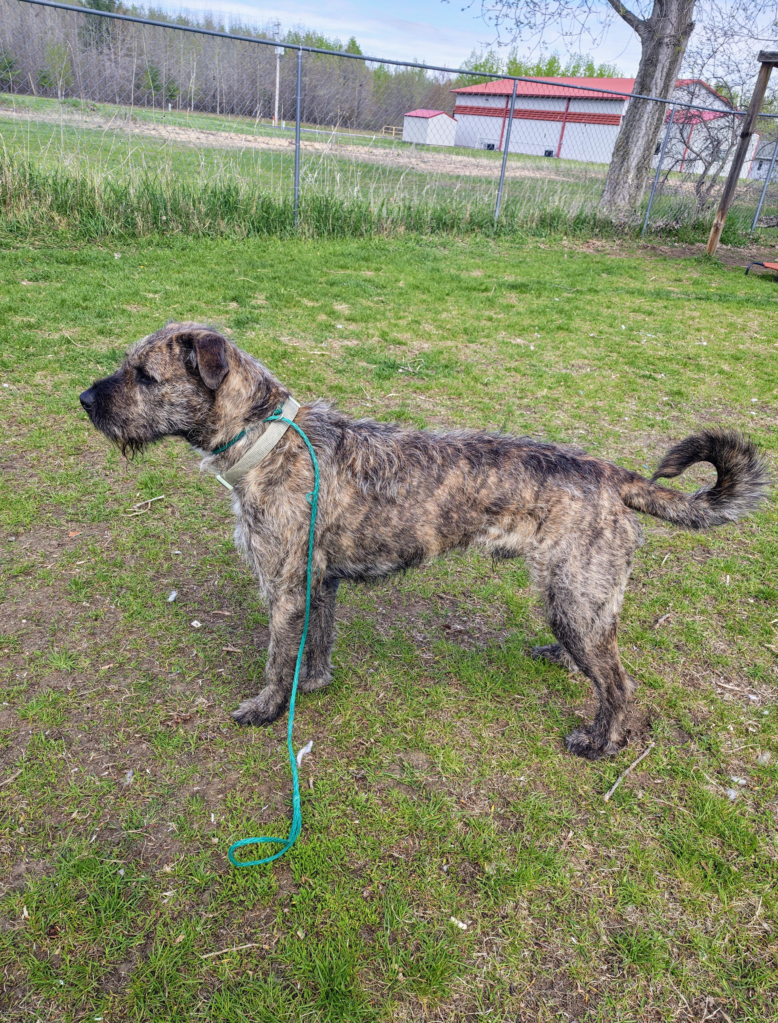 Sebastian, Adoptable, Adult Male Schnauzer & Pit Bull Terrier.