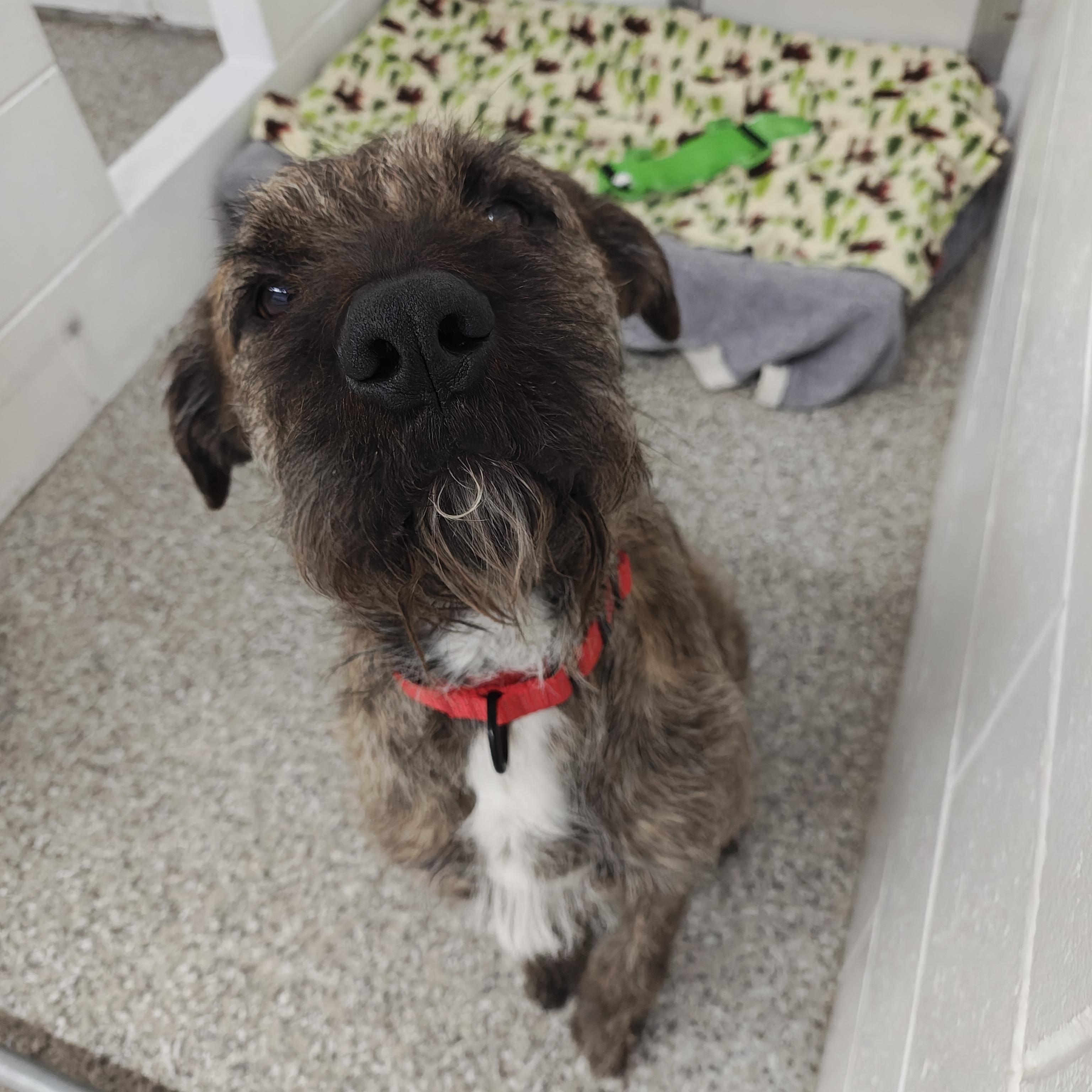 Sebastian, a Adoptable mixed breed in Oconto, WI image 2/4