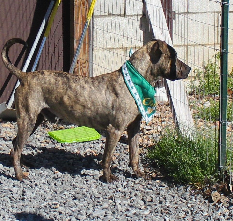 Enlarge Kayce, a Adoptable mixed breed in Shelby, NC image 1/12