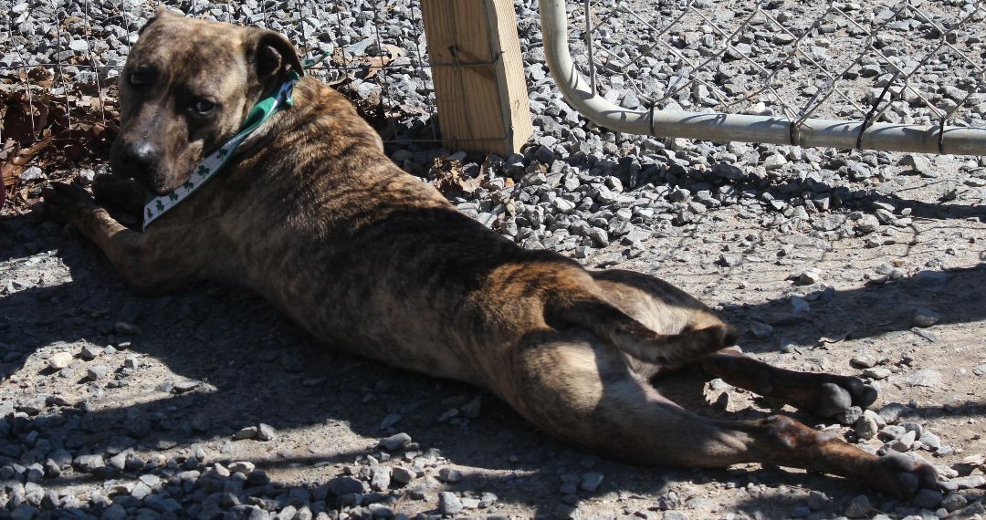 Enlarge Kayce, a Adoptable mixed breed in Shelby, NC image 2/12