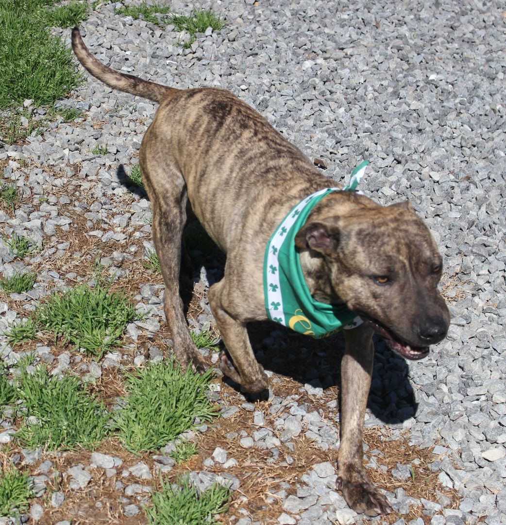 Enlarge Kayce, a Adoptable mixed breed in Shelby, NC image 3/12