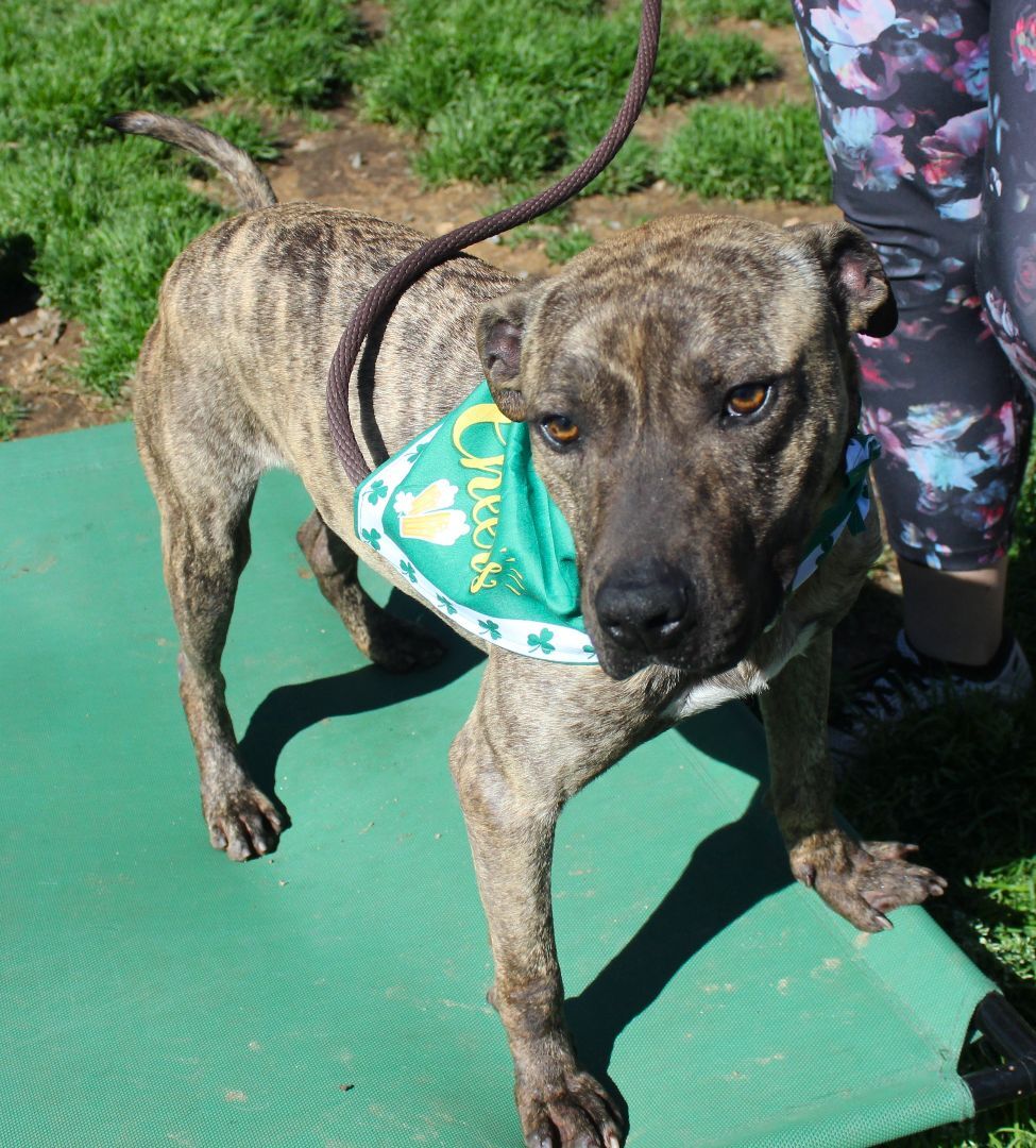 Enlarge Kayce, a Adoptable mixed breed in Shelby, NC image 4/12