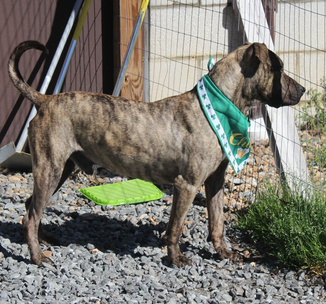 Enlarge Kayce, a Adoptable mixed breed in Shelby, NC image 5/12