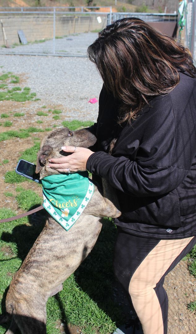 Enlarge Kayce, a Adoptable mixed breed in Shelby, NC image 6/12