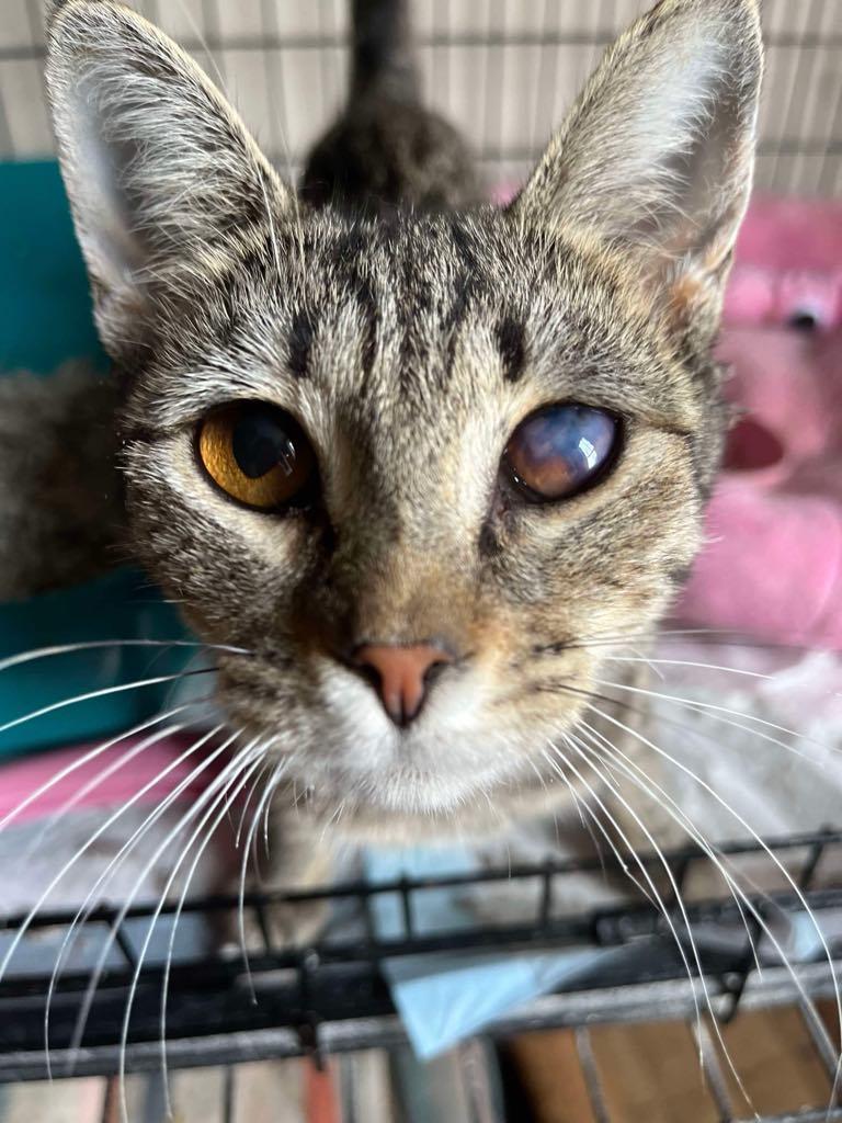 Enlarge Aya, a Adoptable Domestic Short Hair in Martinsburg, WV image 2/5