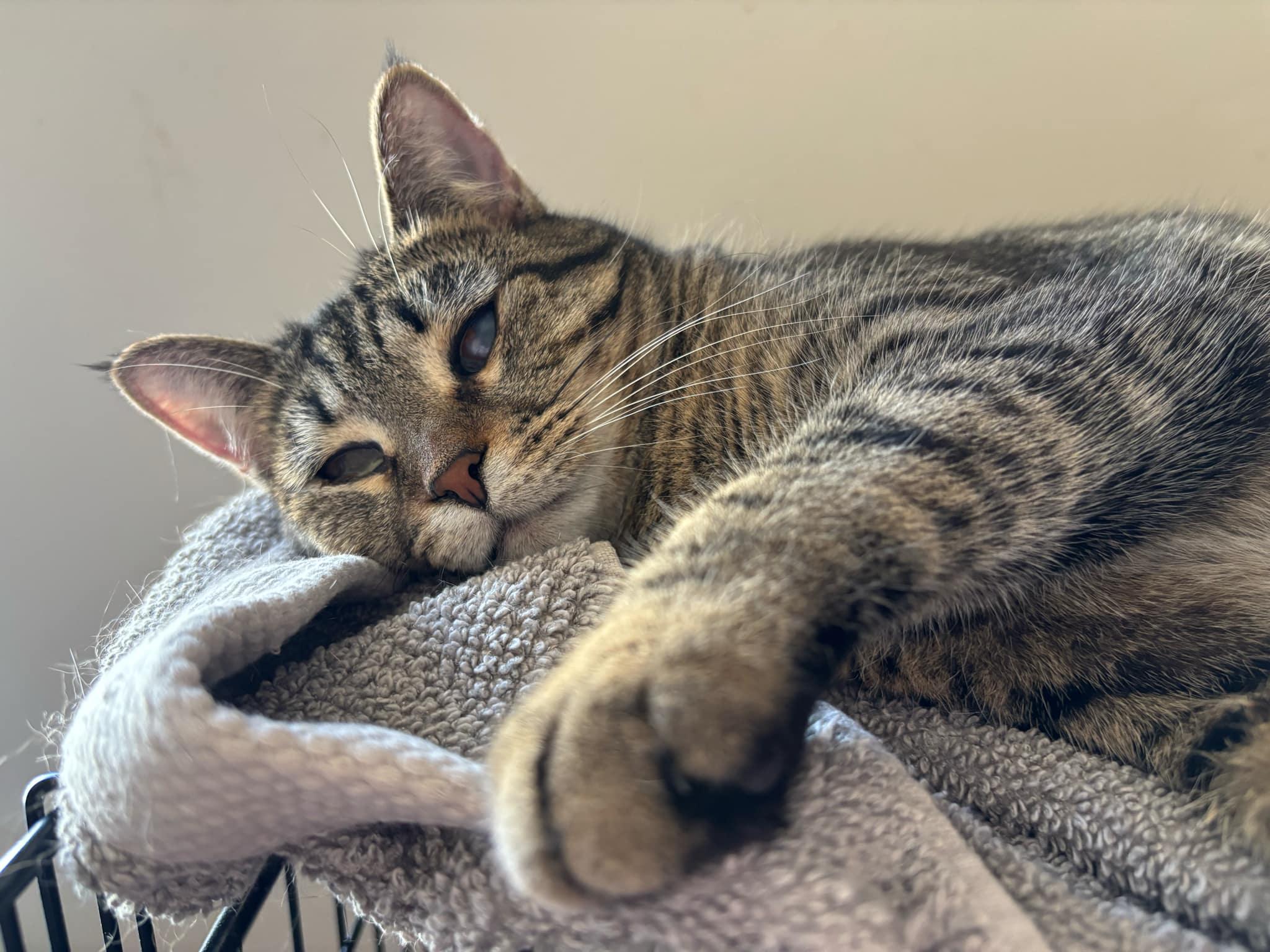 Enlarge Aya, a Adoptable Domestic Short Hair in Martinsburg, WV image 1/5