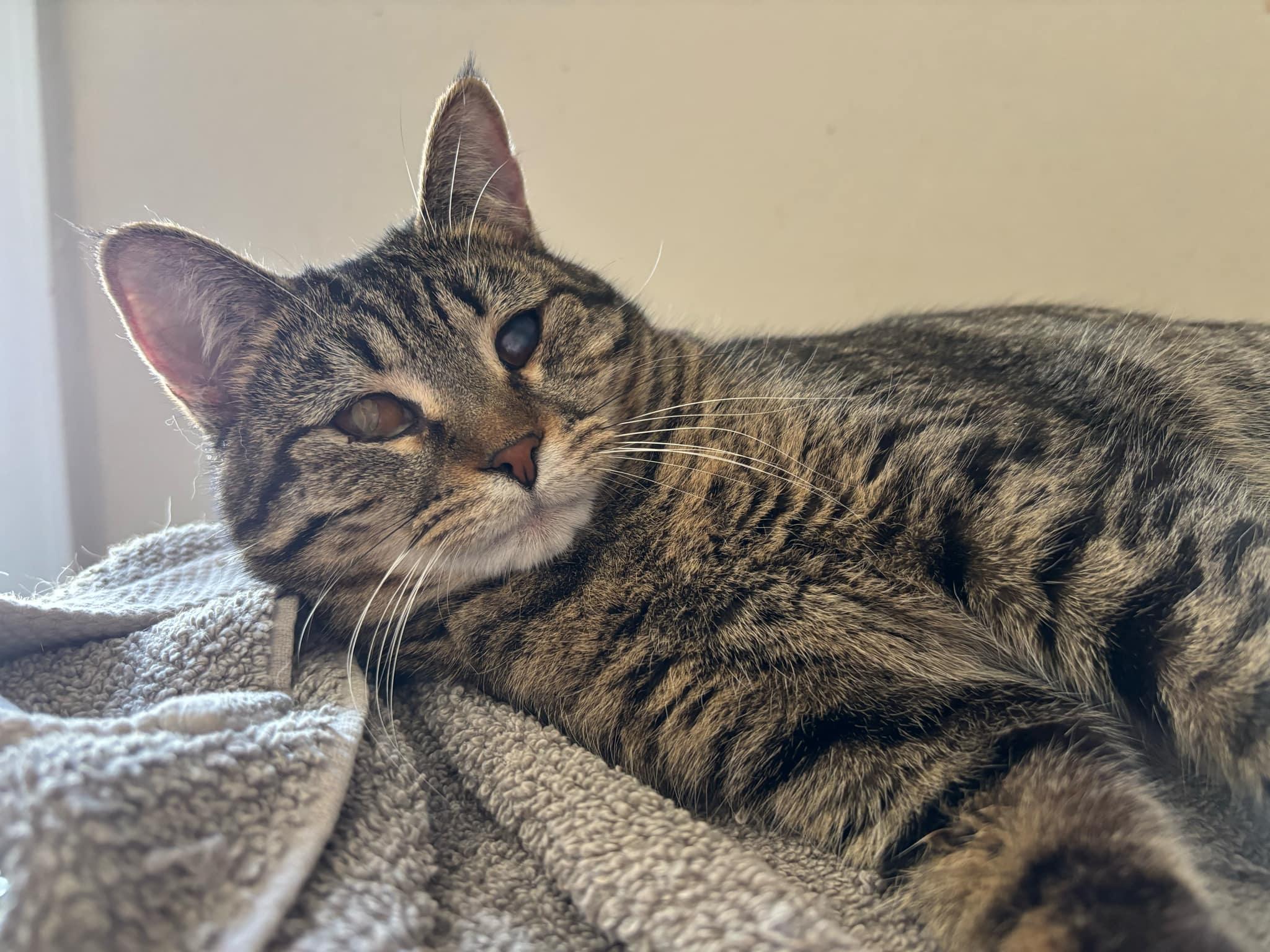 Enlarge Aya, a Adoptable Domestic Short Hair in Martinsburg, WV image 4/5