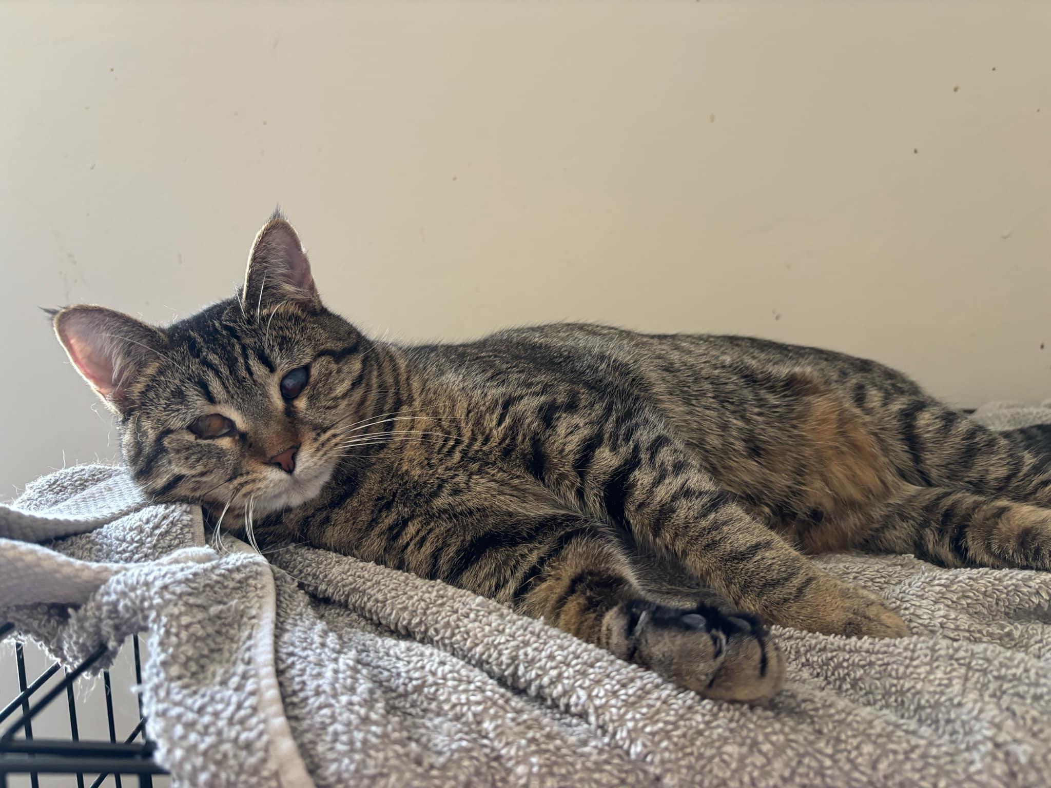 Enlarge Aya, a Adoptable Domestic Short Hair in Martinsburg, WV image 5/5