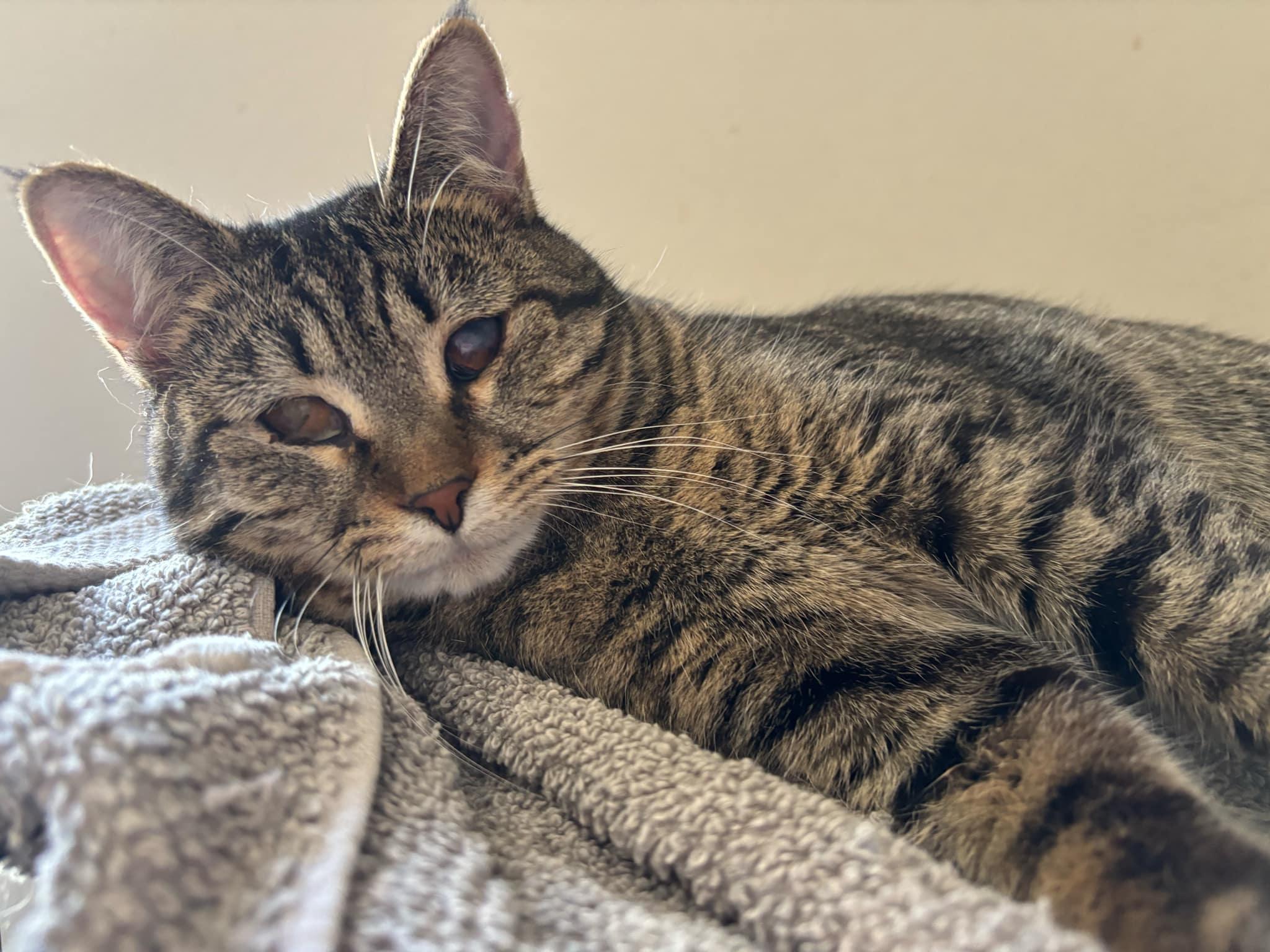 Enlarge Aya, a Adoptable Domestic Short Hair in Martinsburg, WV image 3/5