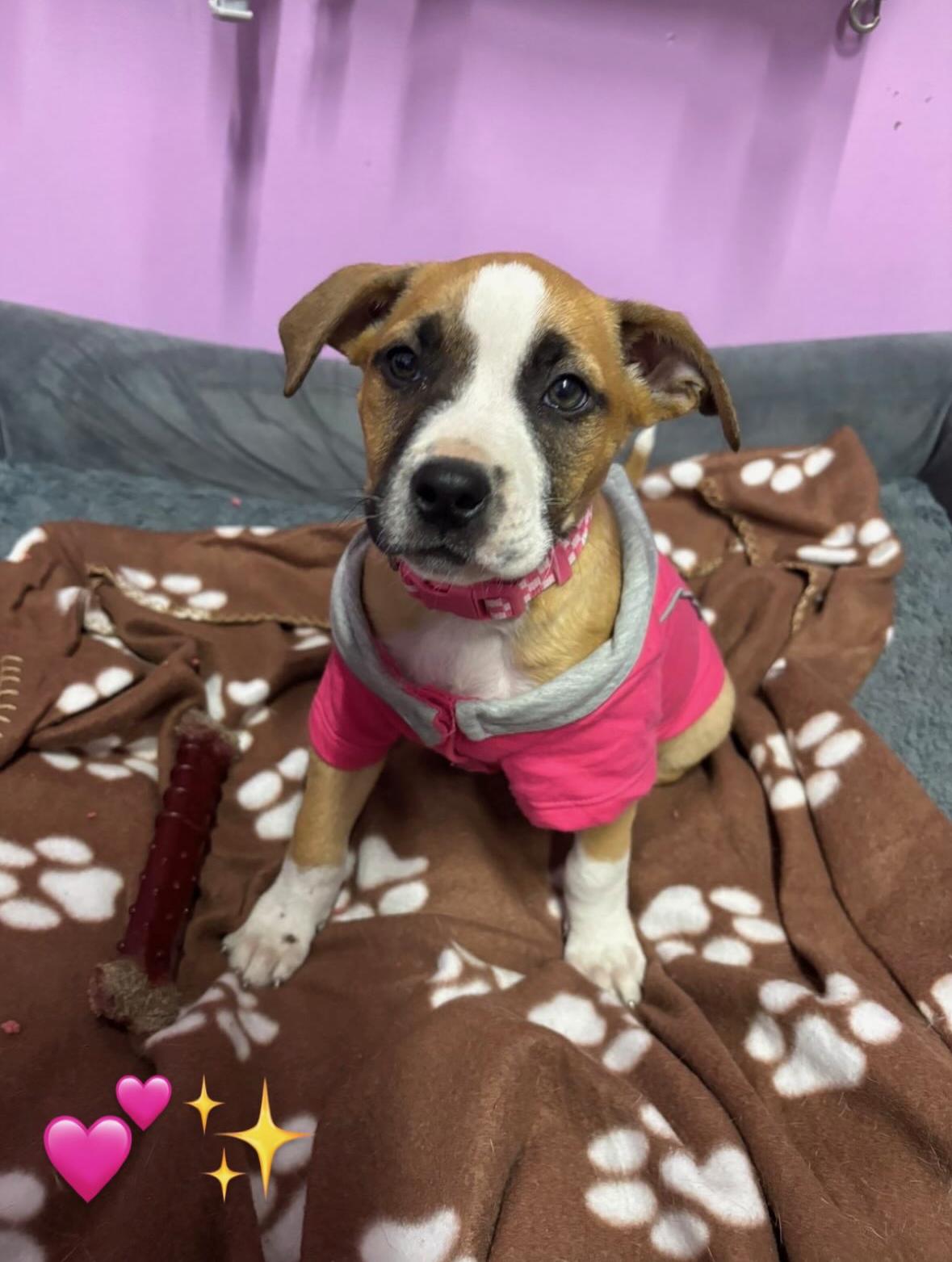 Panther, adopted, Puppy Female Pit Bull Terrier & Labrador Retriever.