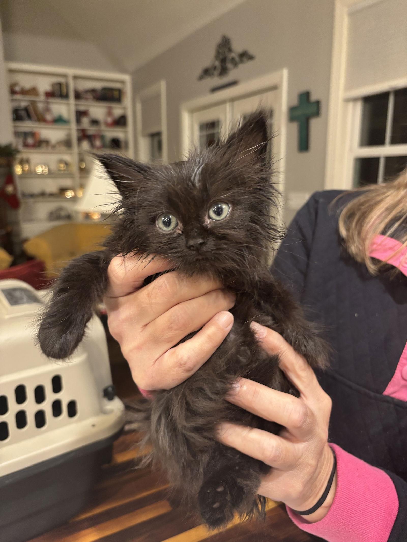 Enlarge Walkman, a Adopted Domestic Long Hair in Camden, SC image 1/1
