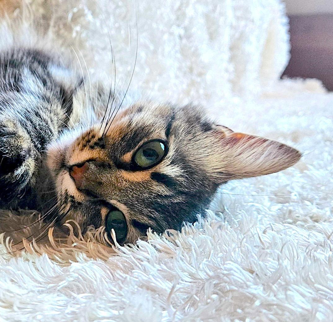 Madeline, Adopted, Adult Female Domestic Long Hair & Maine Coon.