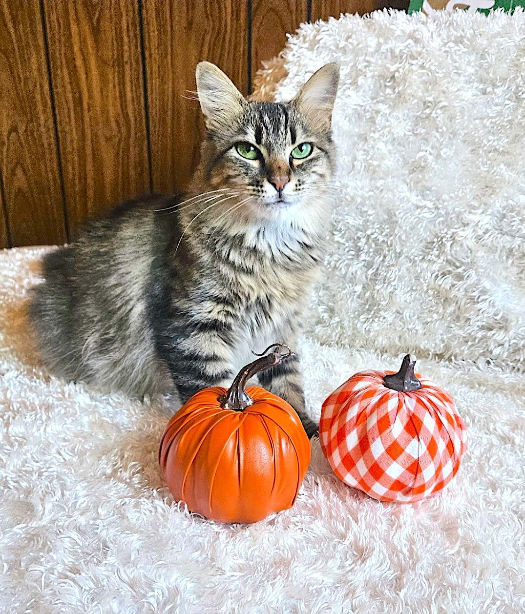 Enlarge Madeline, a Adopted mixed breed in Fremont, CA image 2/3