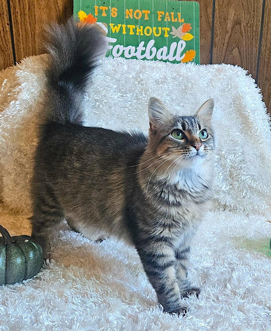 Enlarge Madeline, a Adopted mixed breed in Fremont, CA image 3/3