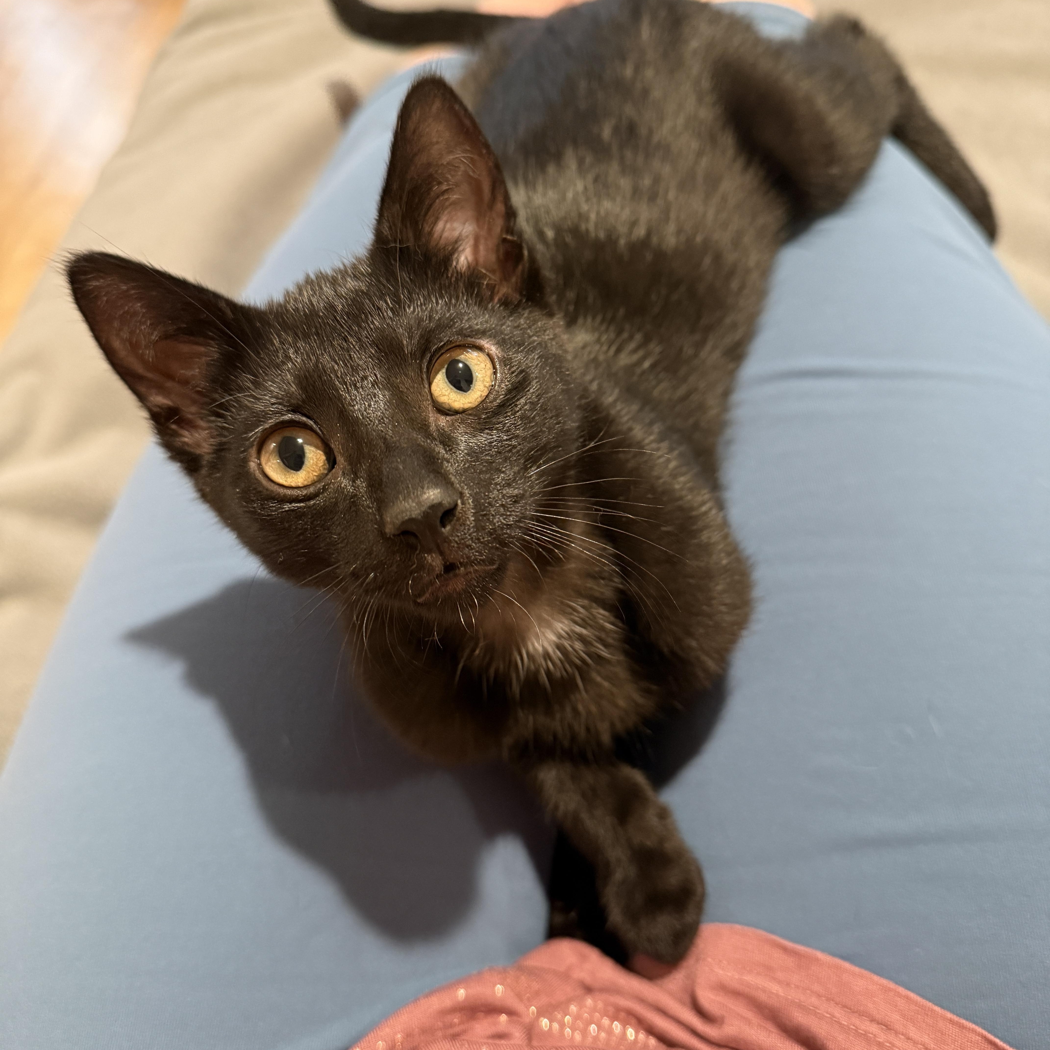 Sonny, a ADOPTABLE Domestic Short Hair in New York, NY image 6/6