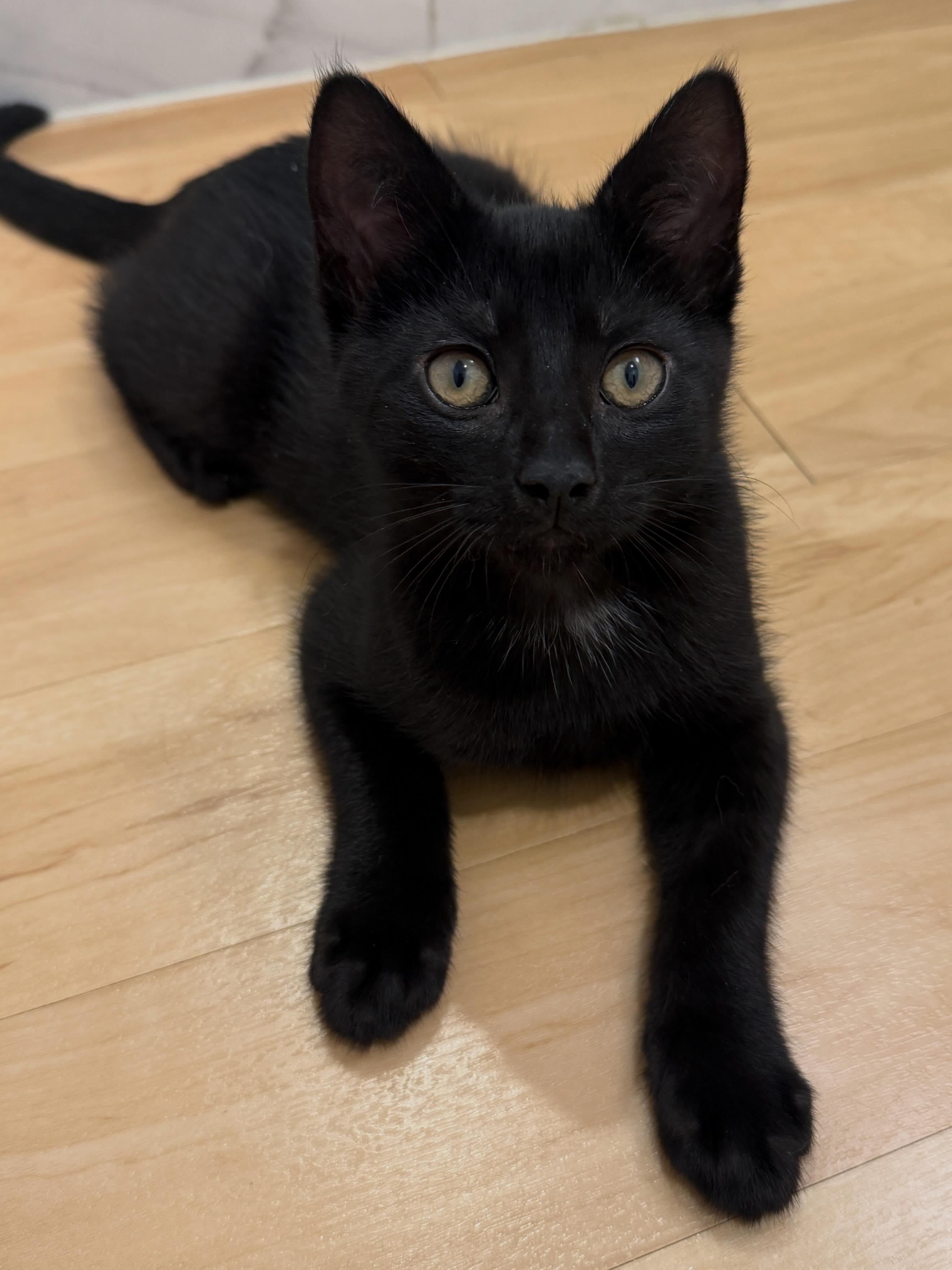 Sonny, a ADOPTABLE Domestic Short Hair in New York, NY image 1/6