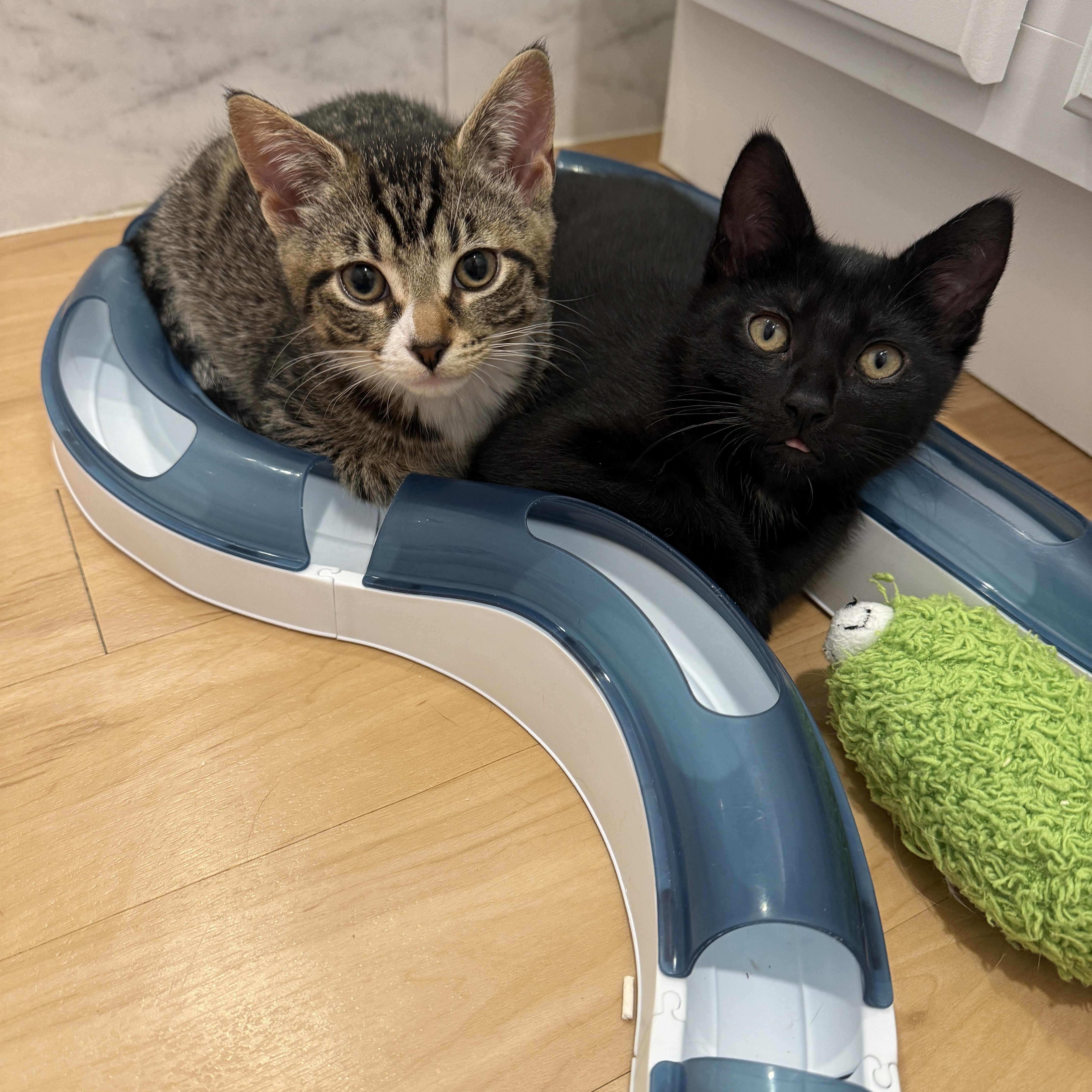 Sonny, a ADOPTABLE Domestic Short Hair in New York, NY image 5/6