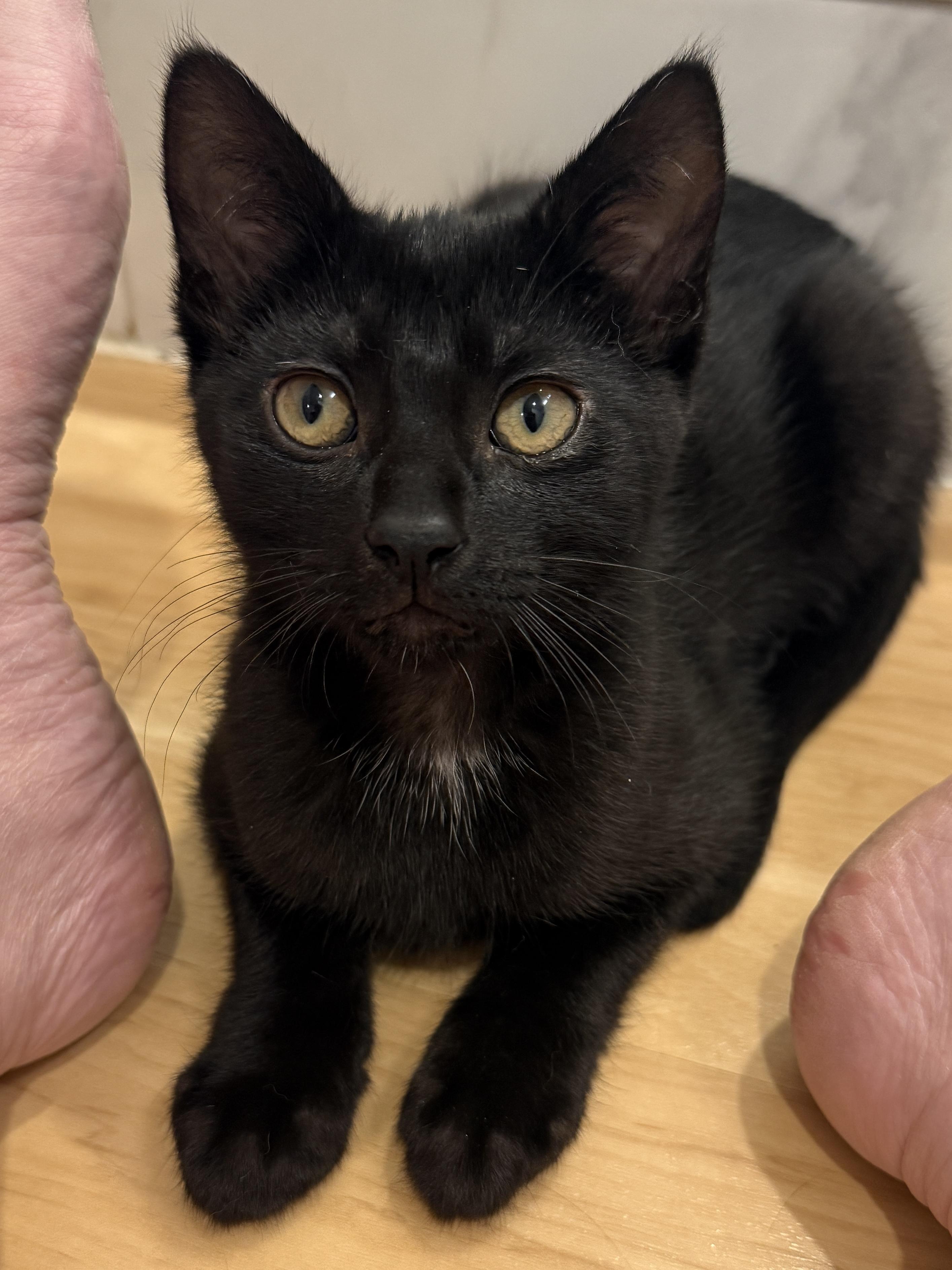 Sonny, a ADOPTABLE Domestic Short Hair in New York, NY image 3/6